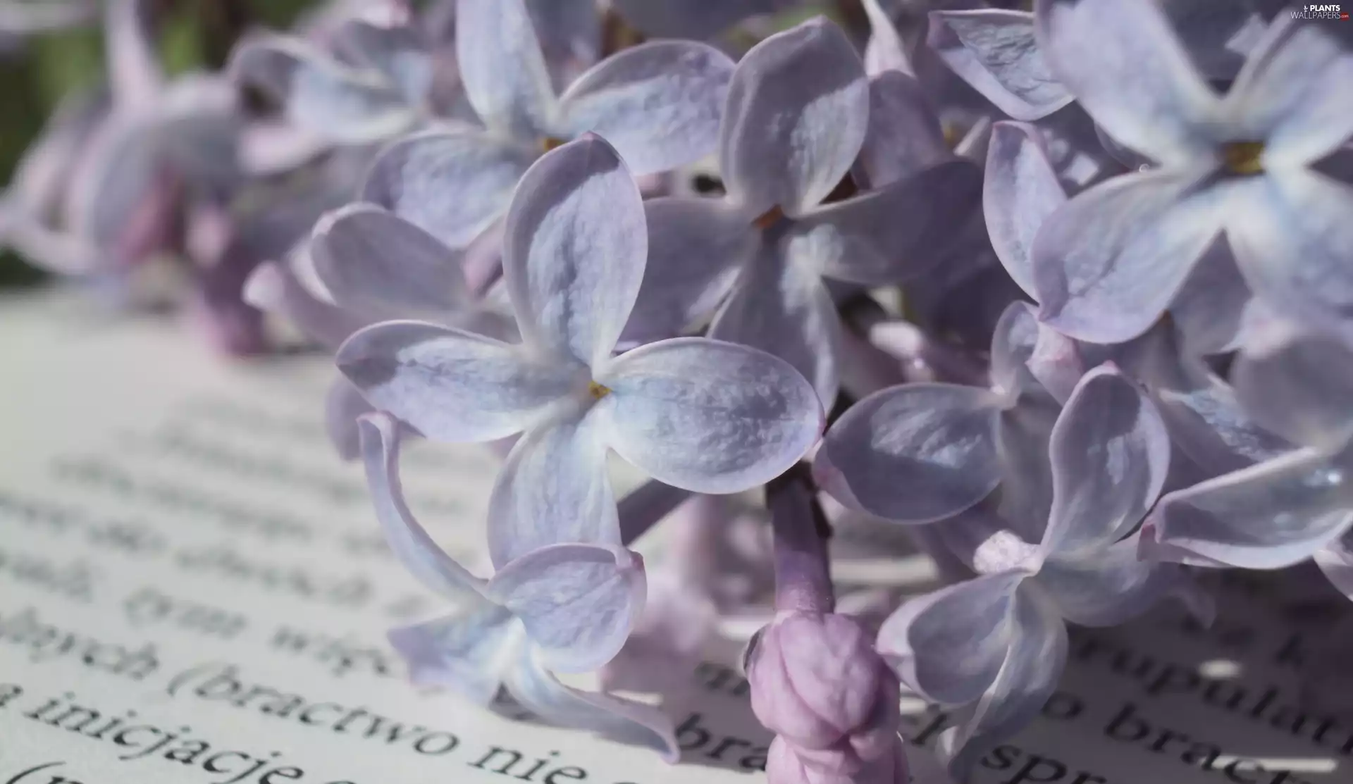Syringa, Flowers, Book, text, rapprochement, without