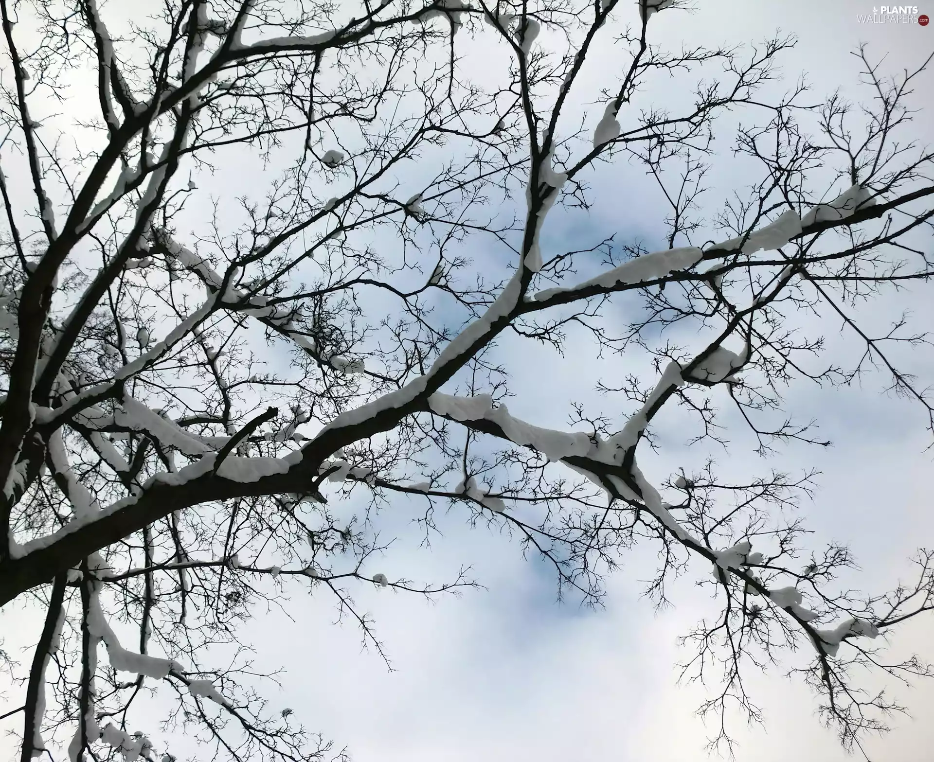 Snowy, The Background, Heaven, trees