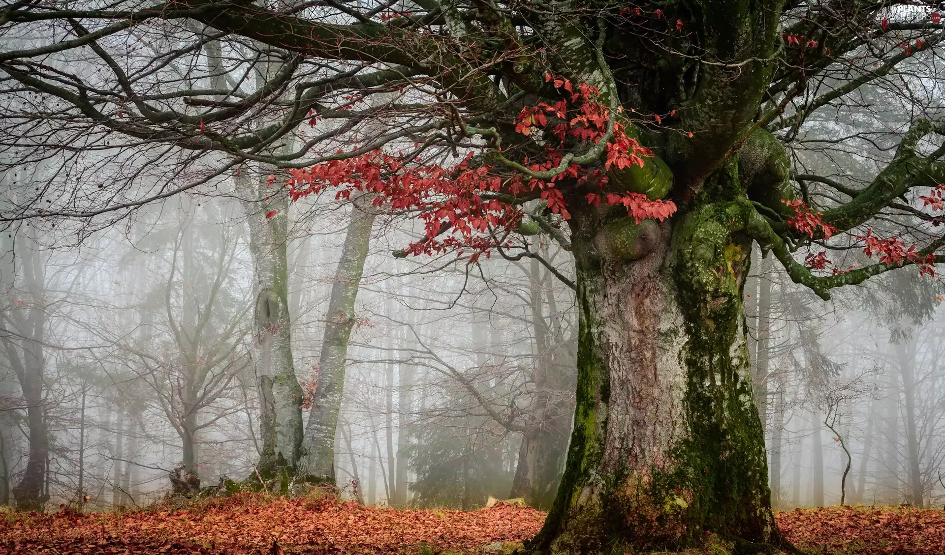 Fog, trees, Leaf, viewes, Lod on the beach, forest, autumn, mossy