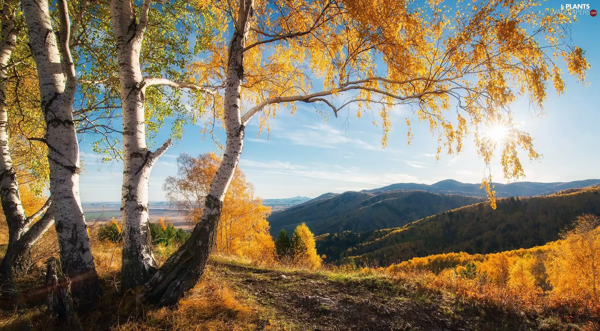 The Hills, rays of the Sun, birch, Mountains, autumn