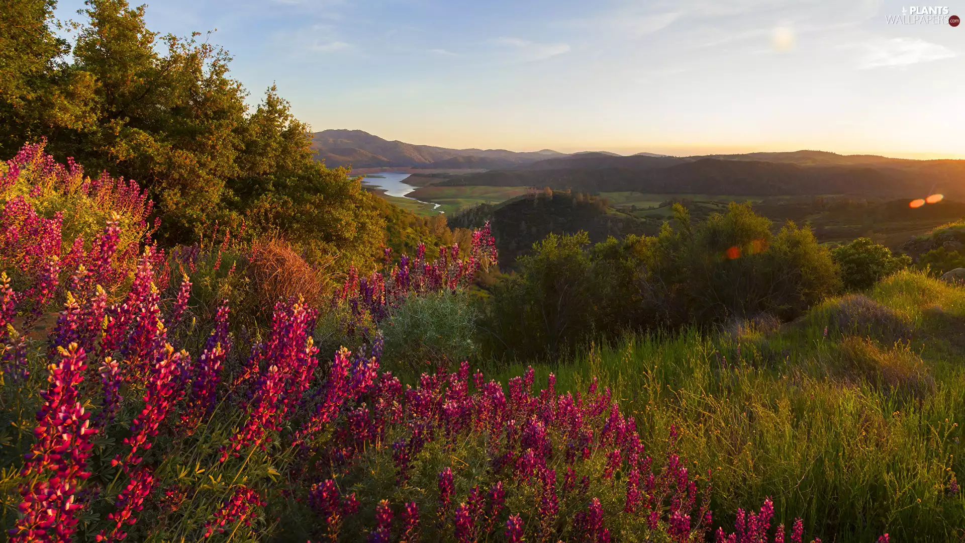 The Hills, Mountains, lake, trees, grass, Flowers, Sunrise, Bush, viewes