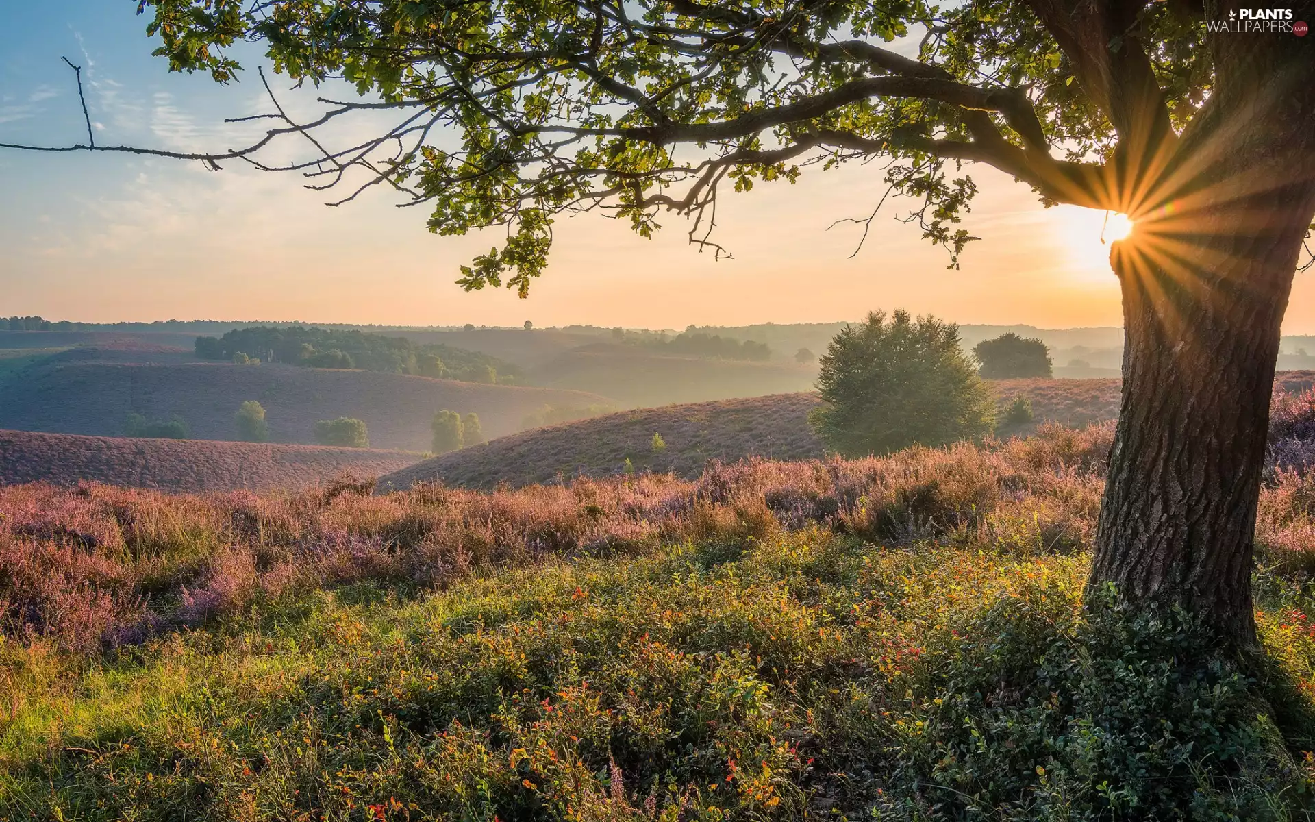viewes, heath, Fog, grass, rays of the Sun, trees, The Hills, morning