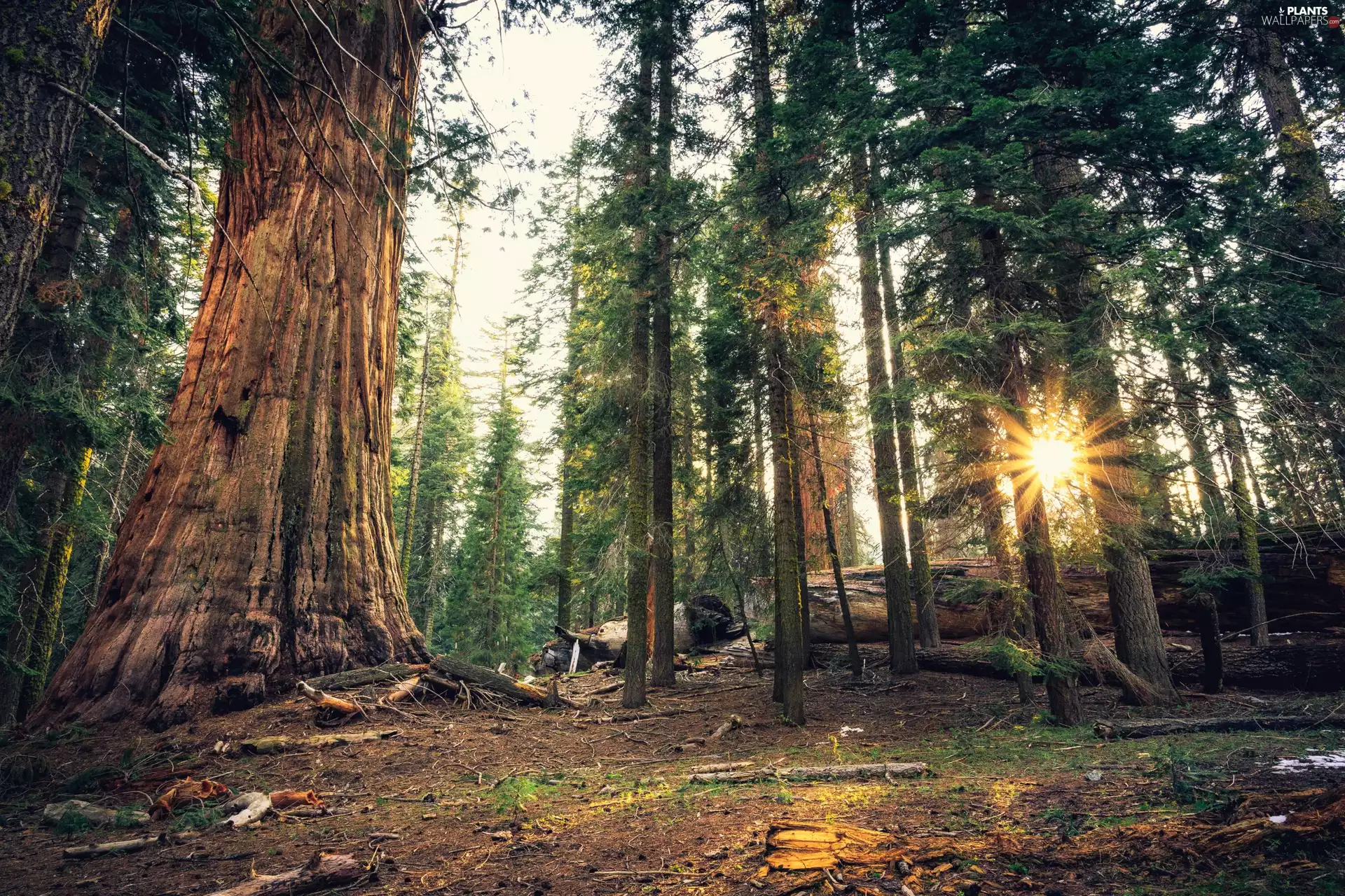 viewes, redwood, The United States, rays of the Sun, California, trees, forest, Sequoia National Park