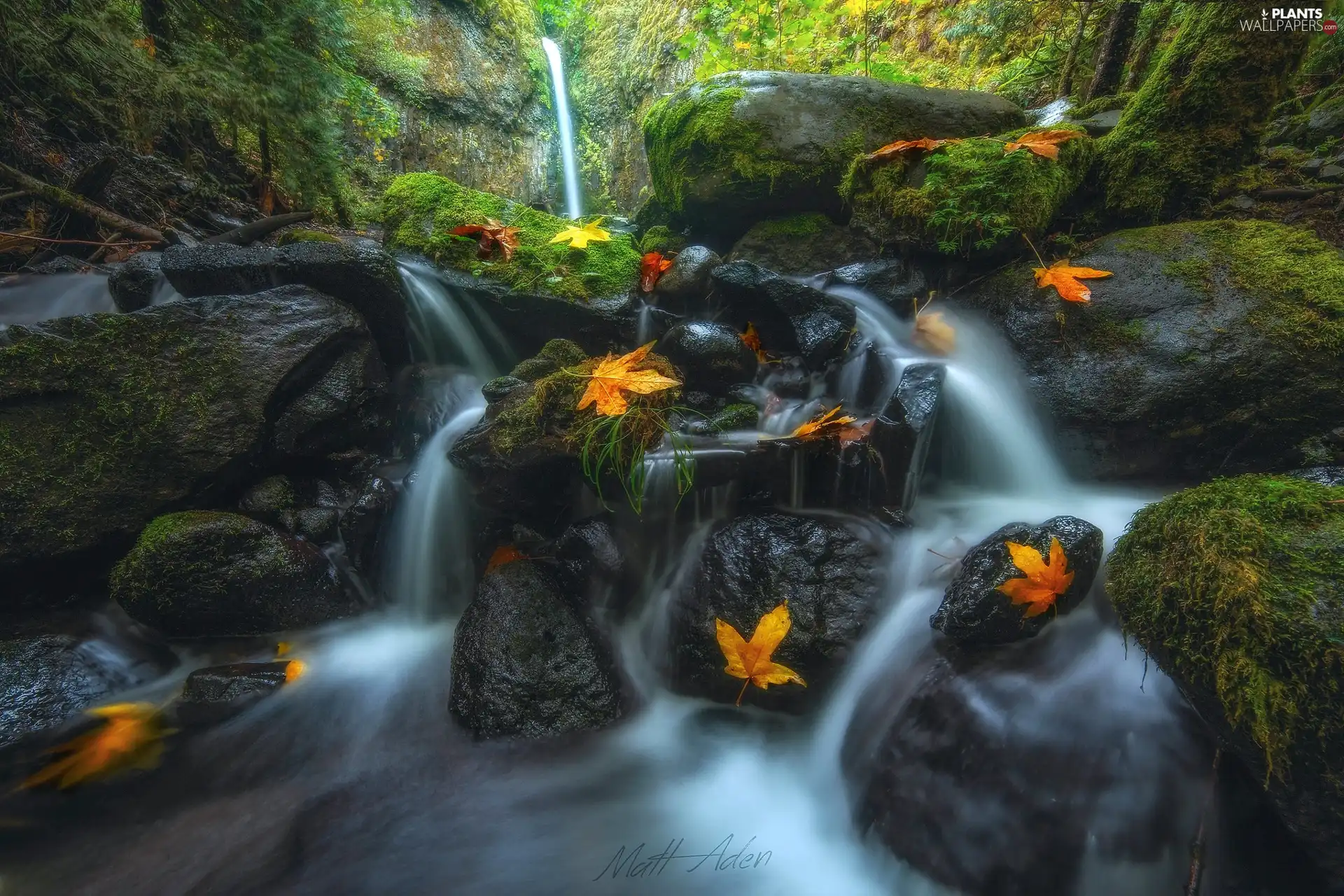 Dry Creek Falls, The United States, autumn, flux, forest, VEGETATION, Moss, Columbia River Gorge Nature Reserve, State of Oregon, Stones, Leaf