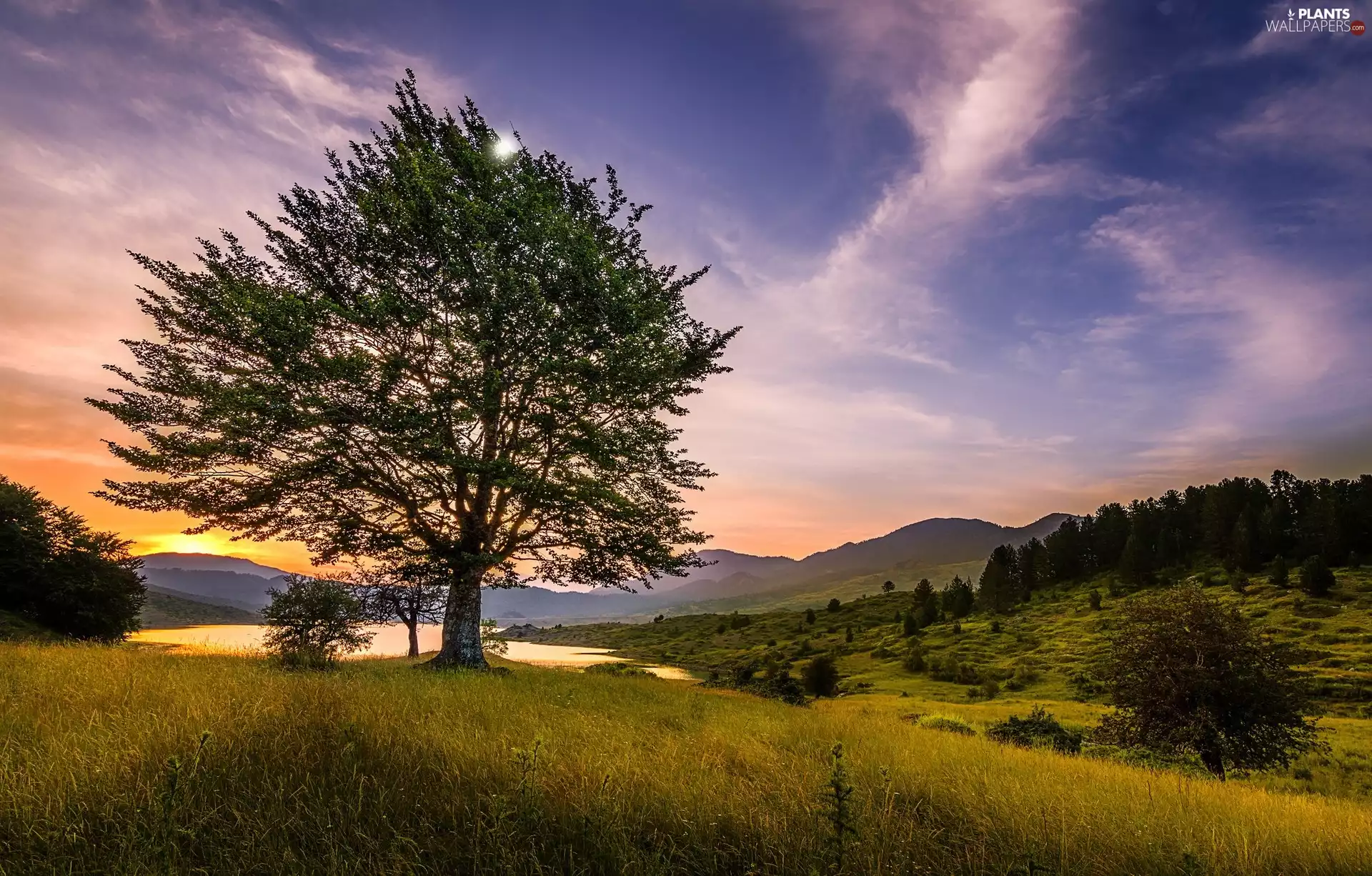 field, The Hills, lake, trees