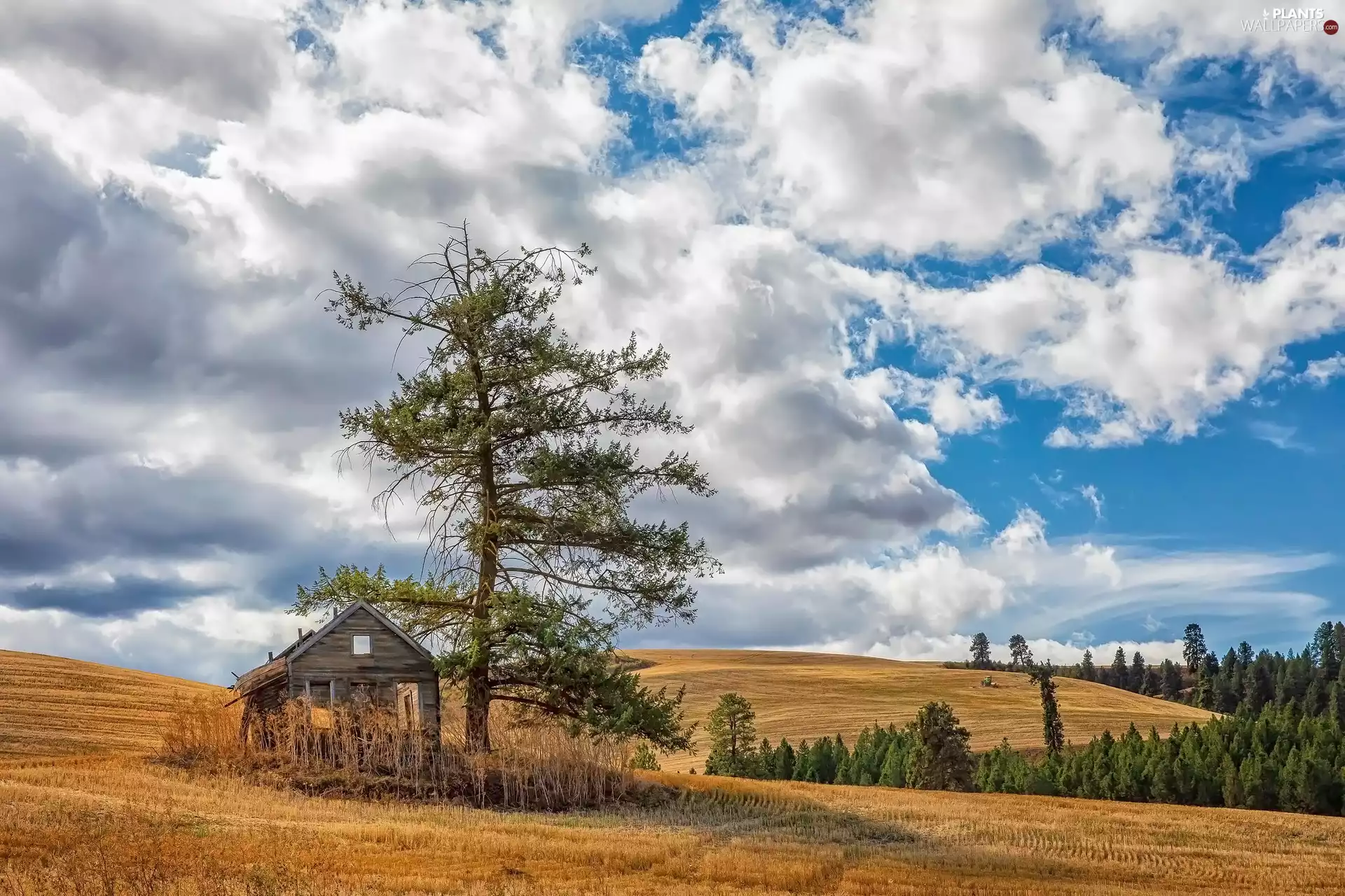 viewes, Field, house, The Hills, damaged, trees
