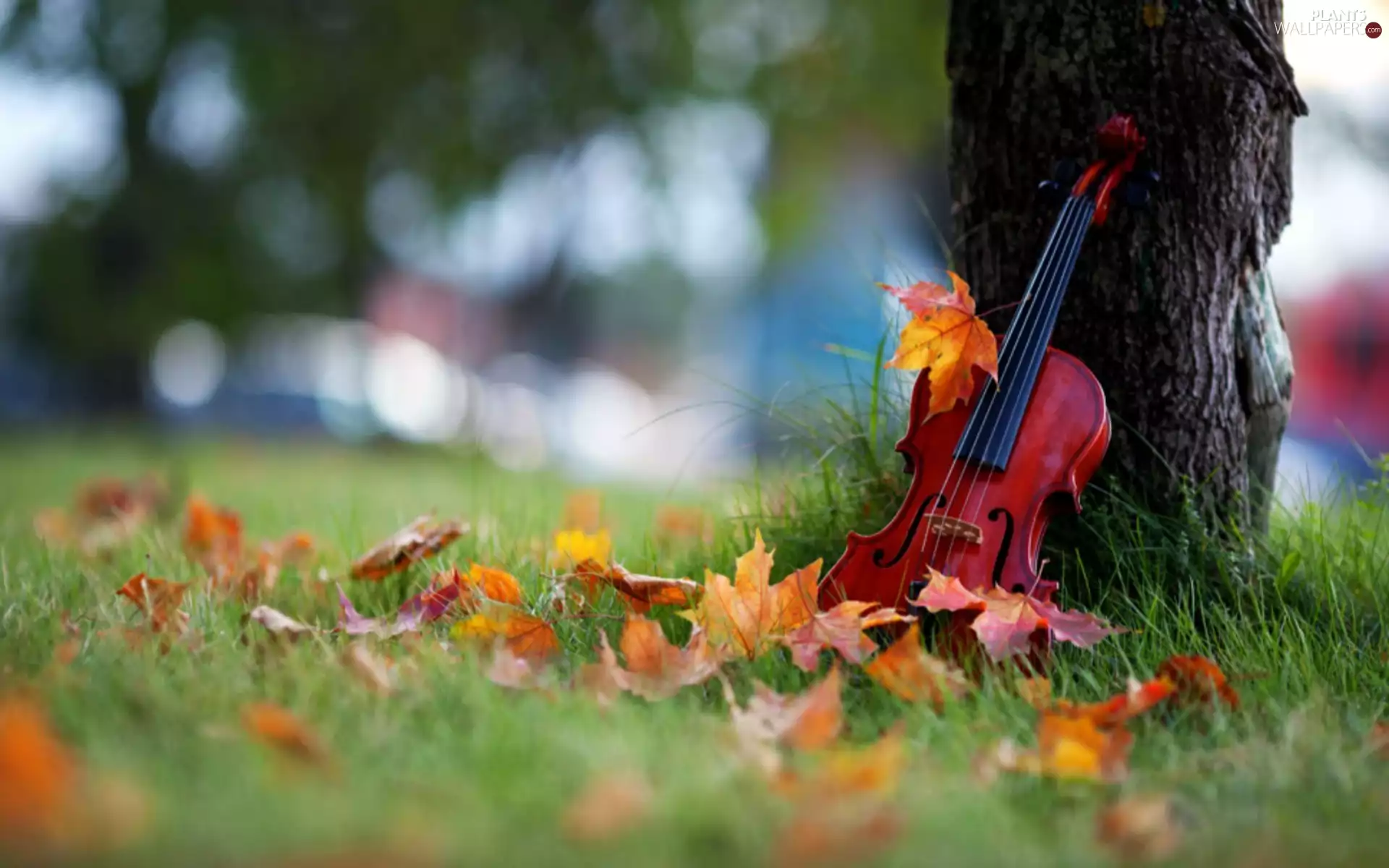 trees, car in the meadow, Leaf, violin