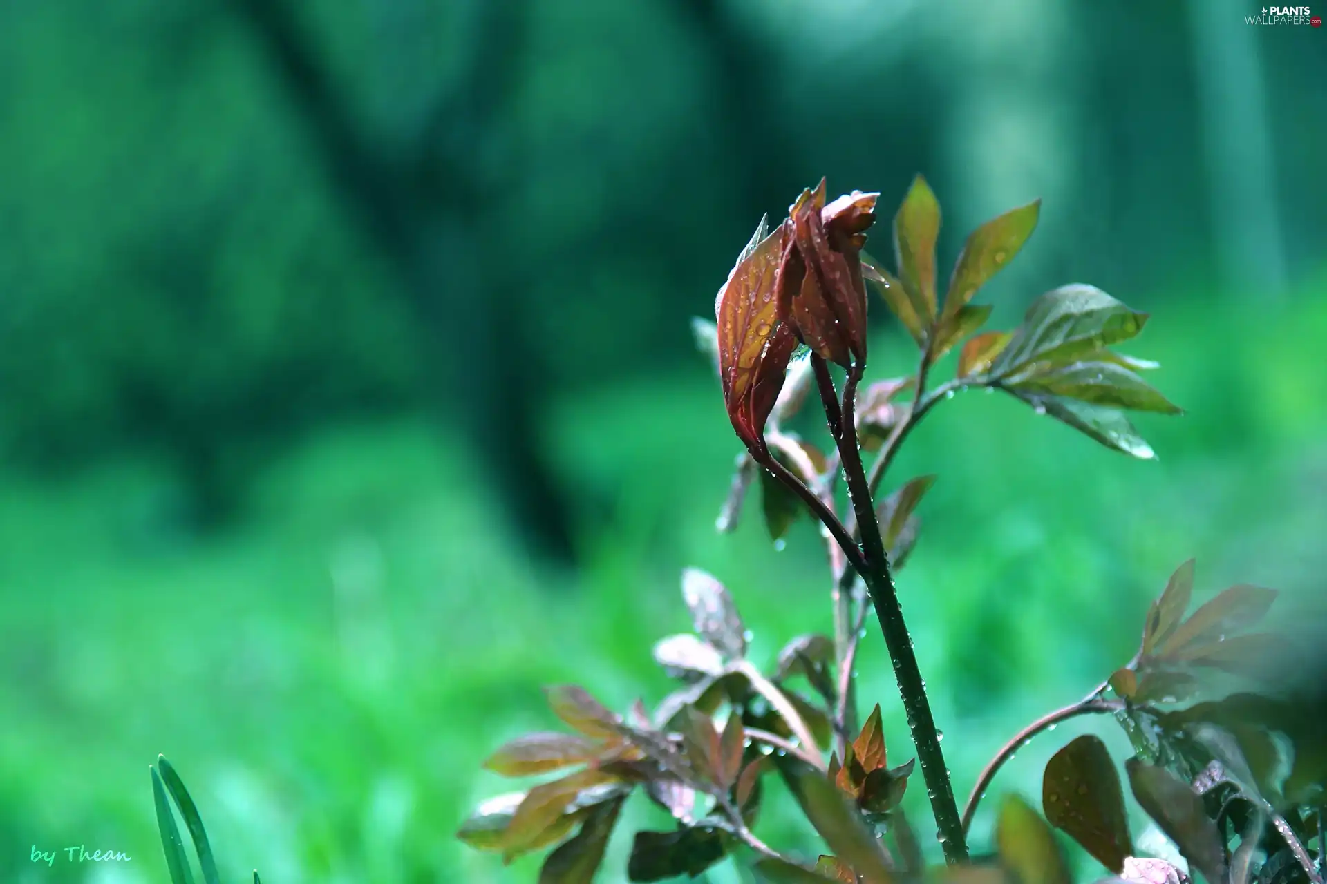 leaves, young, The herb