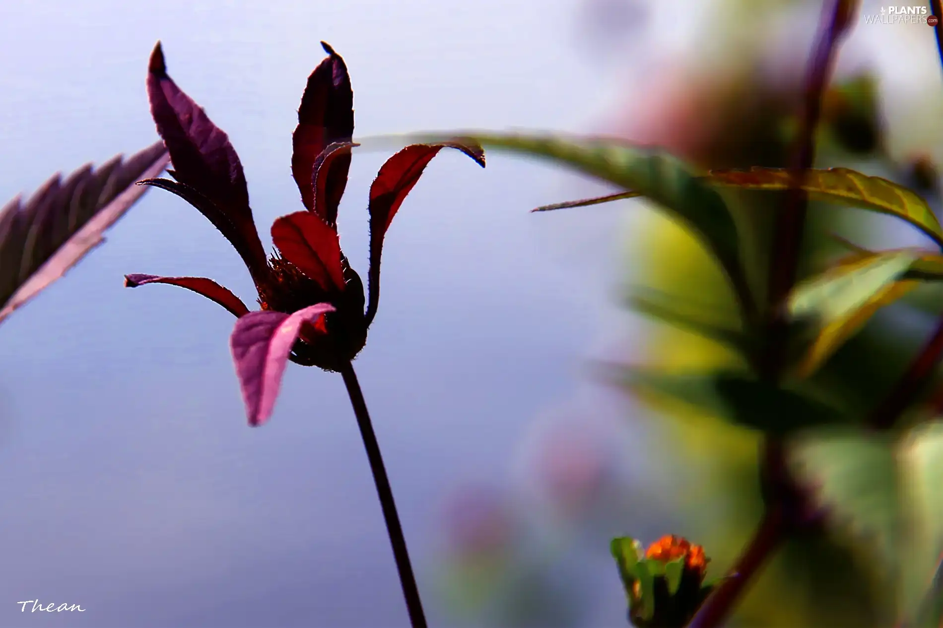 The herb, leaves