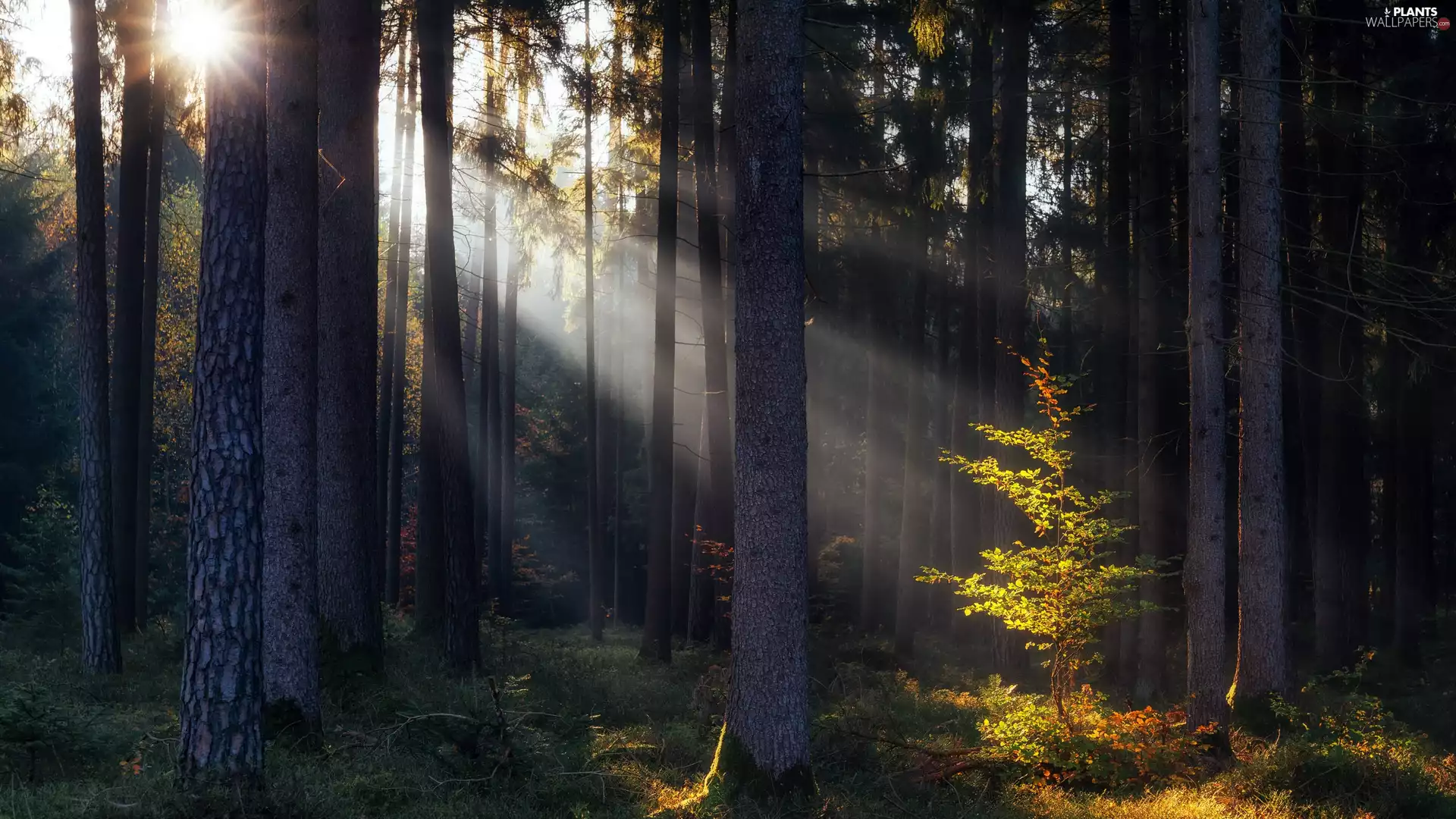 viewes, forest, light breaking through sky, autumn, rays of the Sun, trees