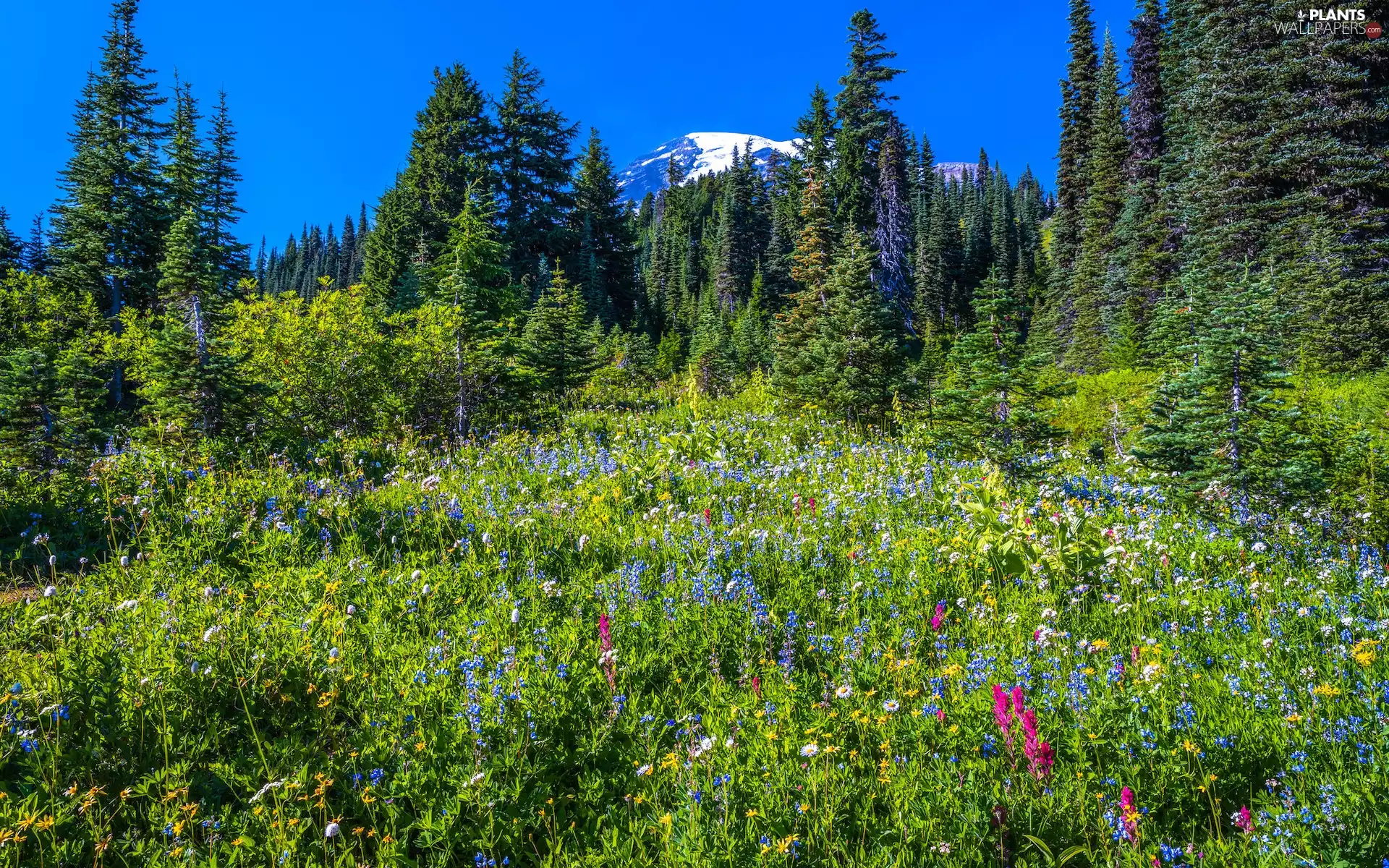 trees, Mountains, Meadow, viewes, Flowers, The United States, Washington State, Mount Rainier, Stratovolcano, Mount Rainier National Park, Spruces
