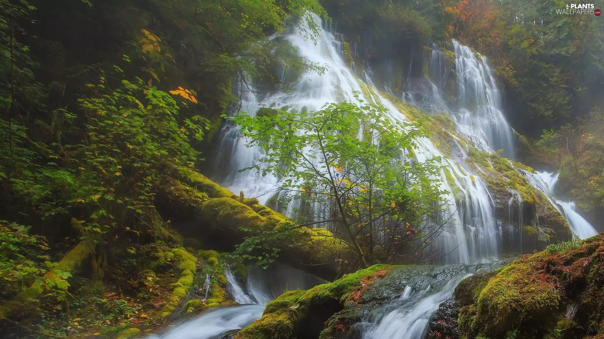 Panther Creek Falls, waterfall, mossy, rocks, Washington State, The United States, viewes, Plants, trees