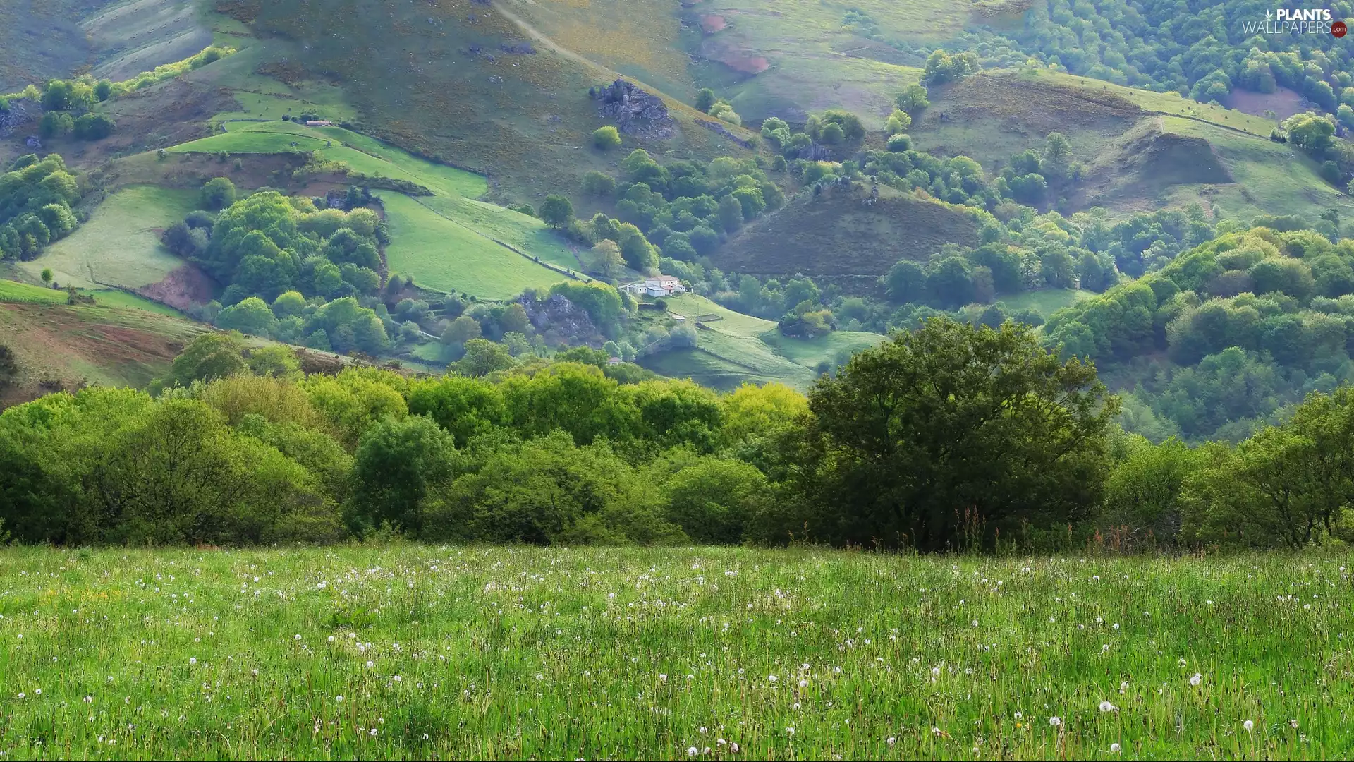 trees, Meadow, Mountains, The Hills, viewes, grass