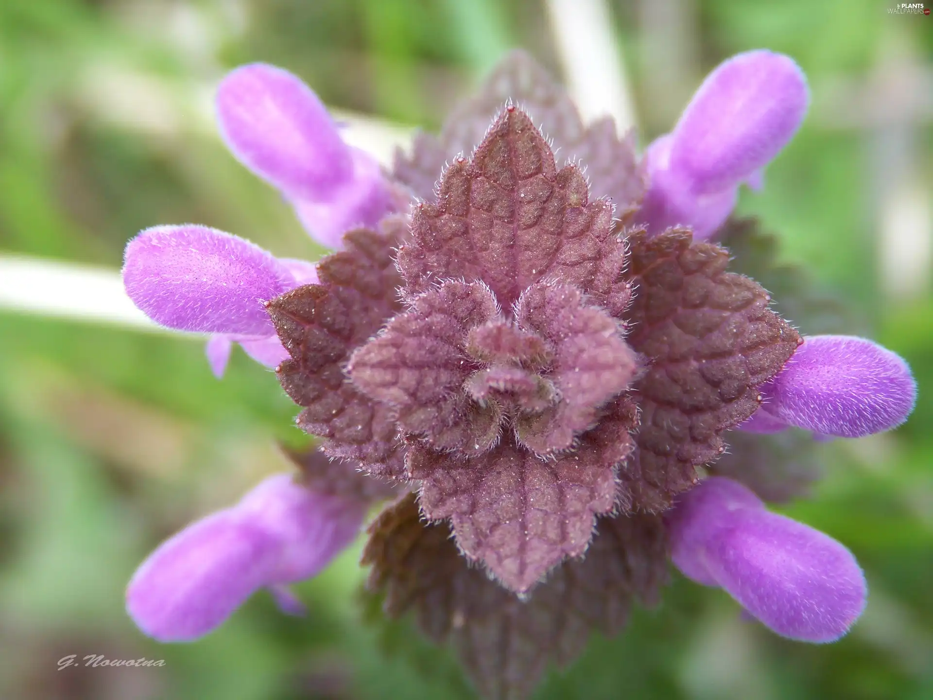 nettle, Violet, The herb