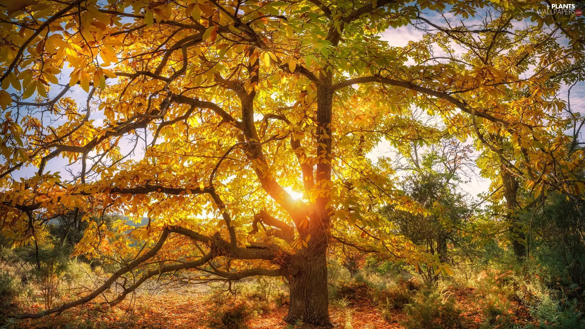trees, rays of the Sun, autumn, chestnut