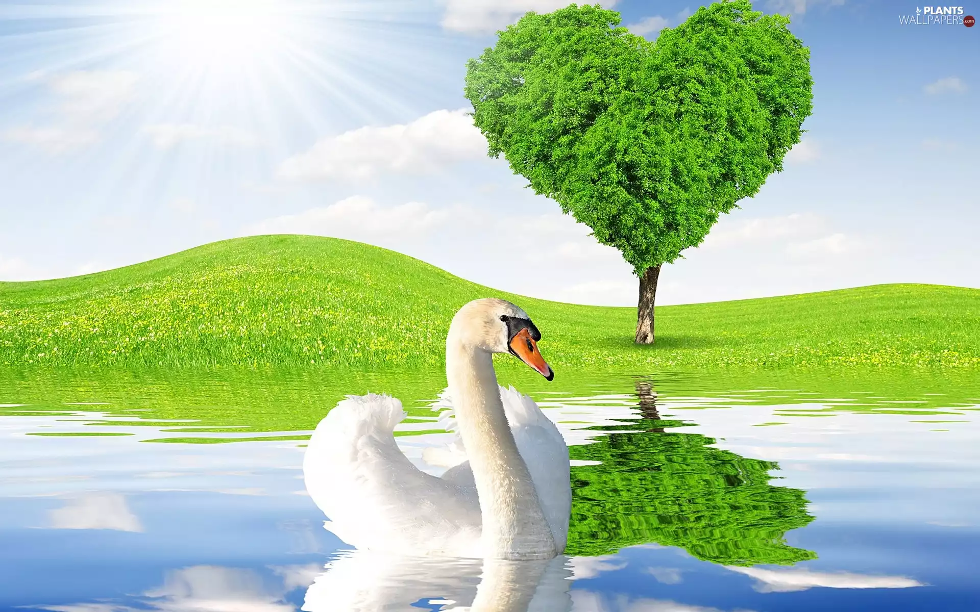 Swans, rays of the Sun, summer, trees