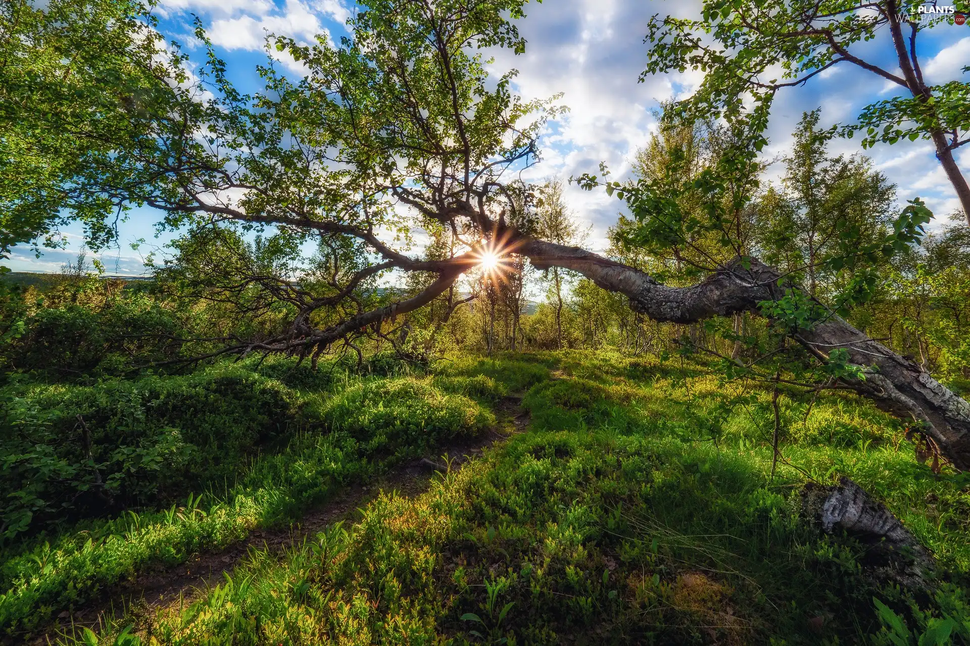 trees, rays of the Sun, Path, viewes