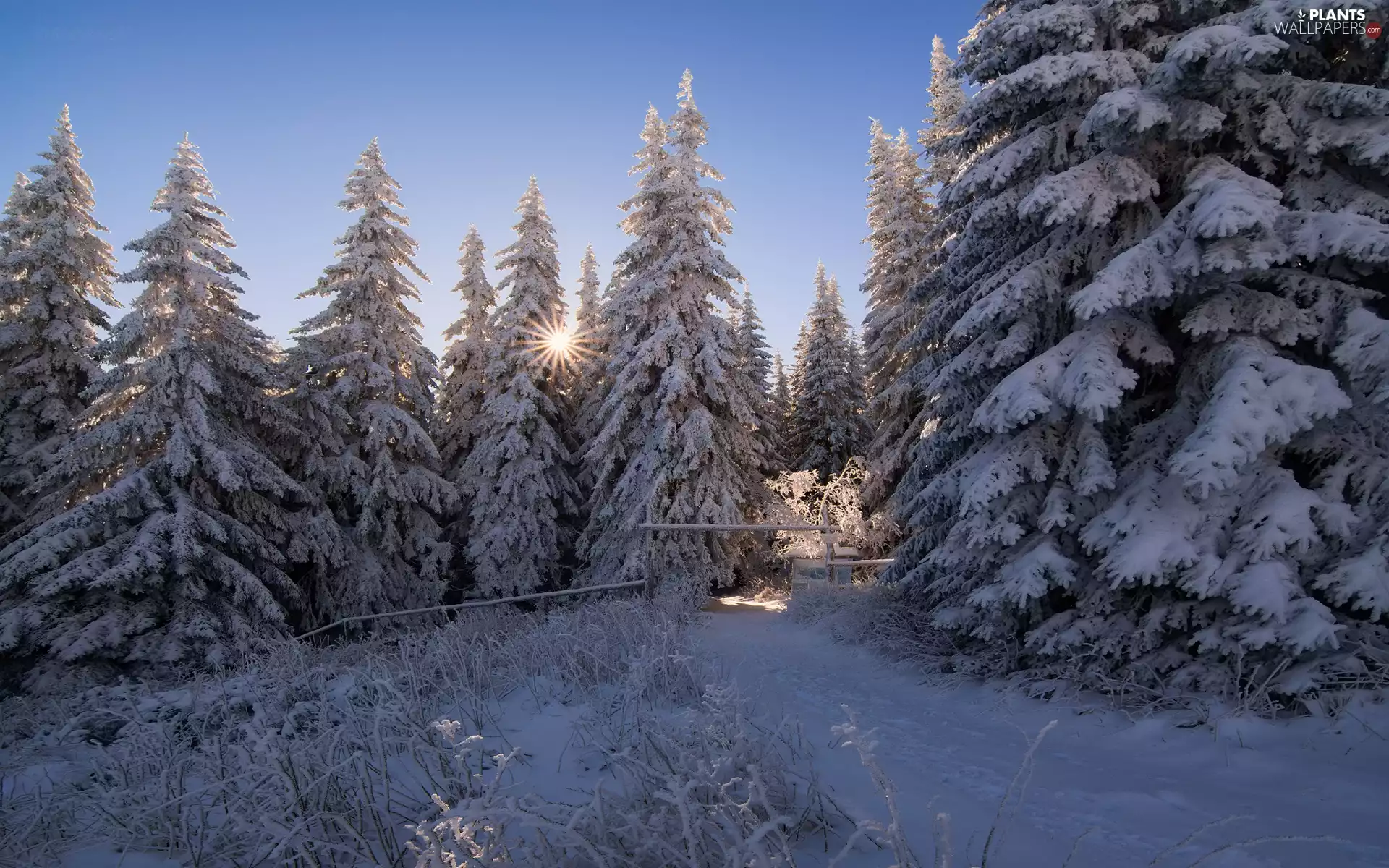 forest, rays of the Sun, Spruces, winter