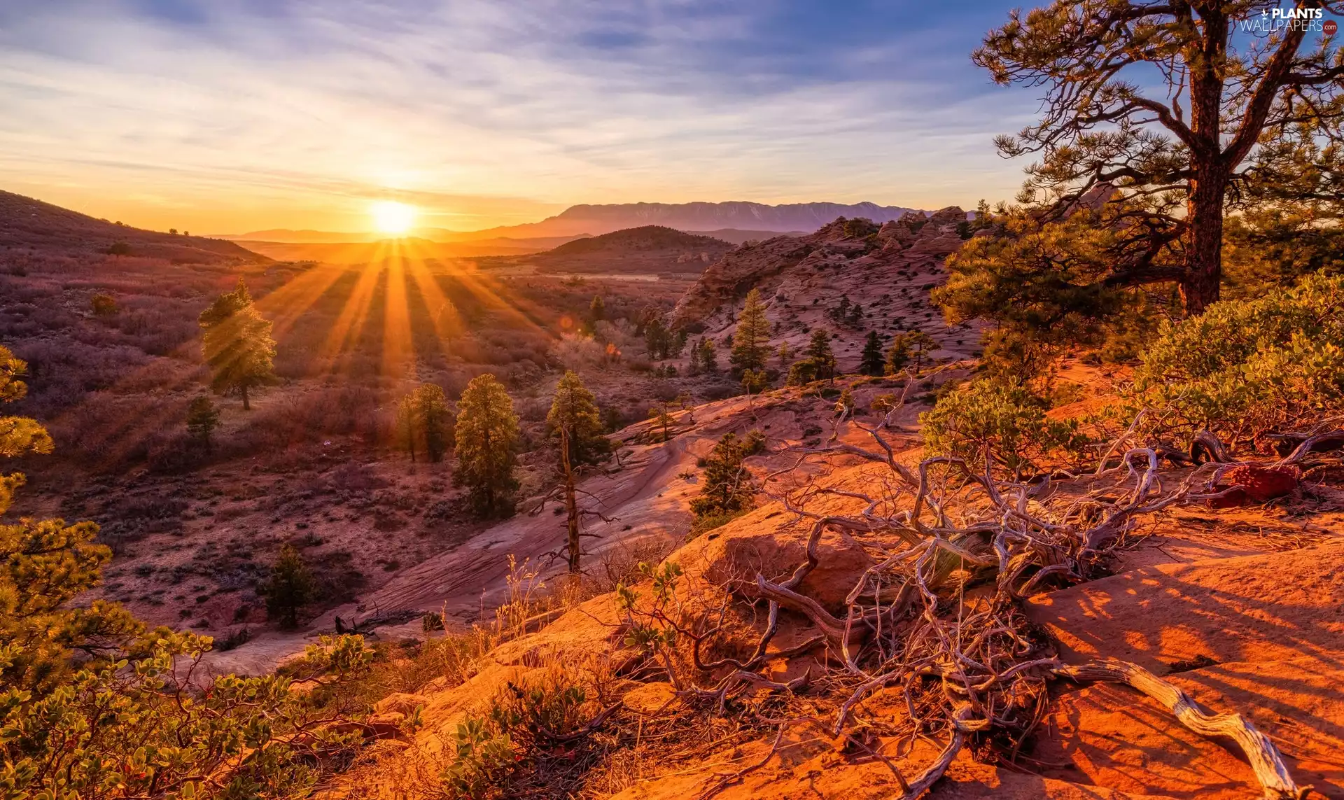 viewes, Mountains, Utah State, trees, rays of the Sun, Zion National Park, The United States