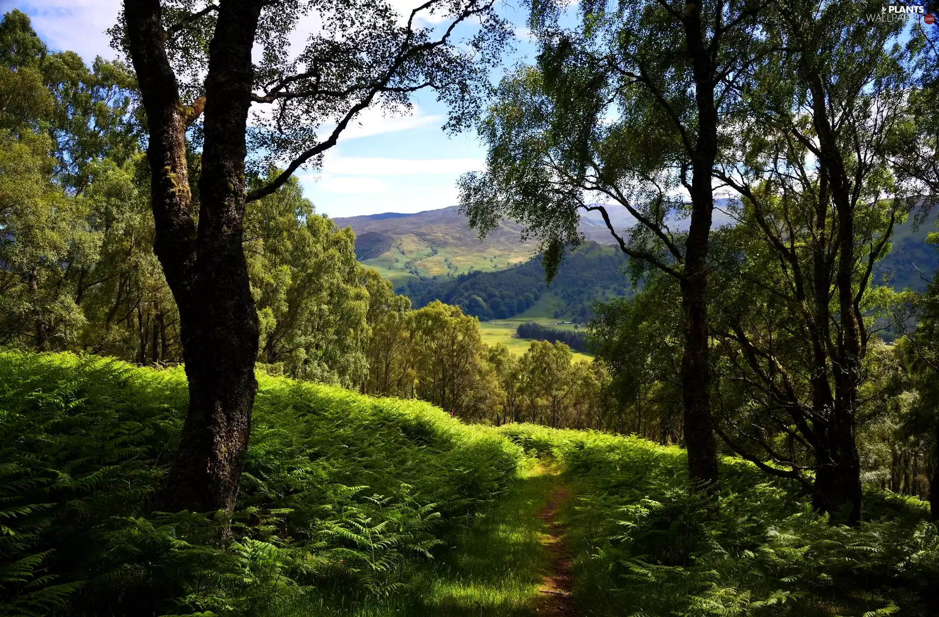 woods, trees, Path, The Hills, fern, viewes