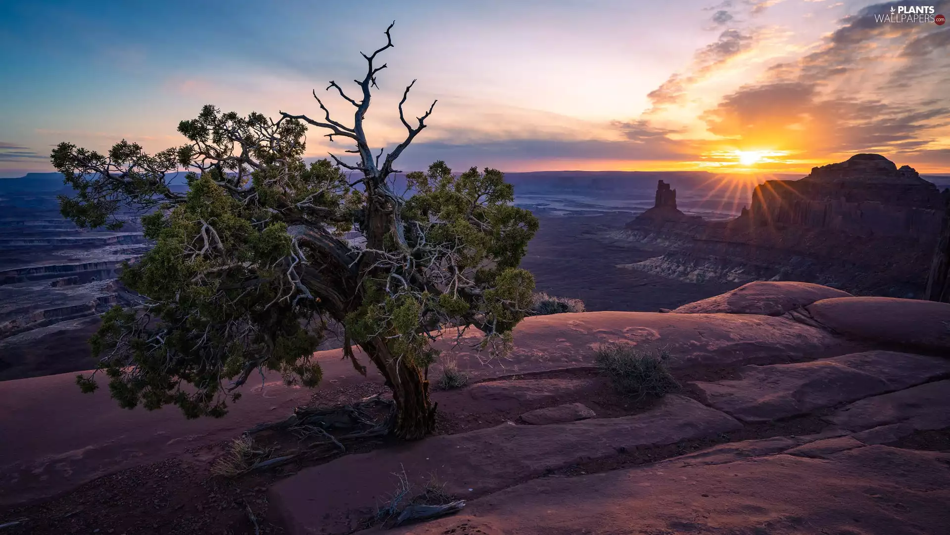 Valley of Memorials, Colorado Plateau, trees, Monument Valley, The United States, rocks, Great Sunsets