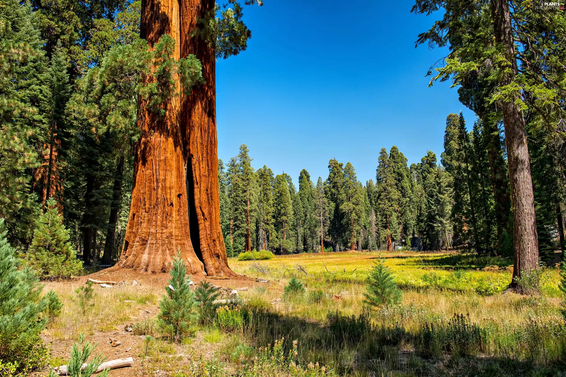 forest, car in the meadow, Sequoia Kings National Park, redwoods, The United States