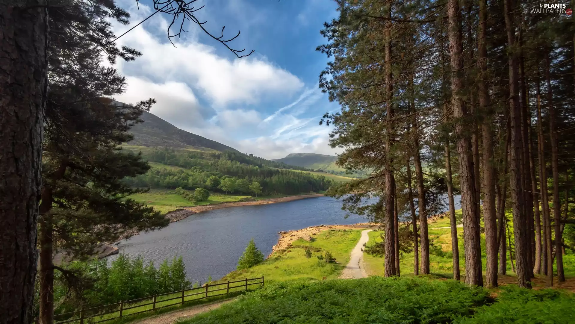 forest, trees, River, The Hills, Path, viewes