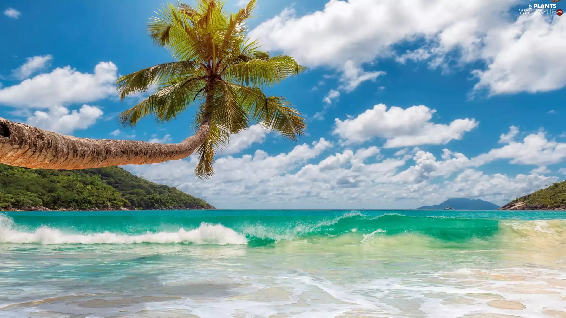 Palm, clouds, Waves, The Hills, sea