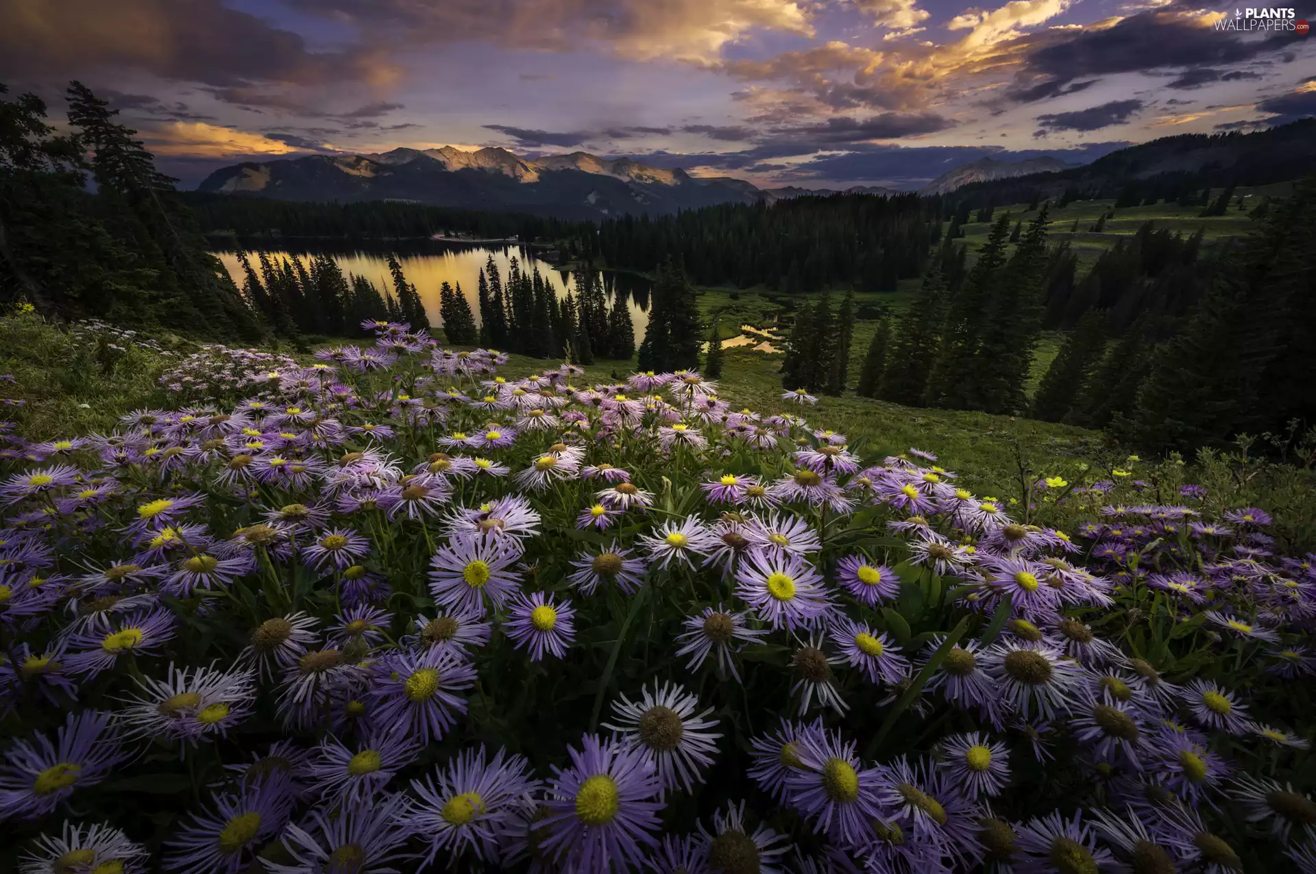 viewes, Flowers, lake, Great Sunsets, woods, car in the meadow, Astra, Meadow, Mountains, trees