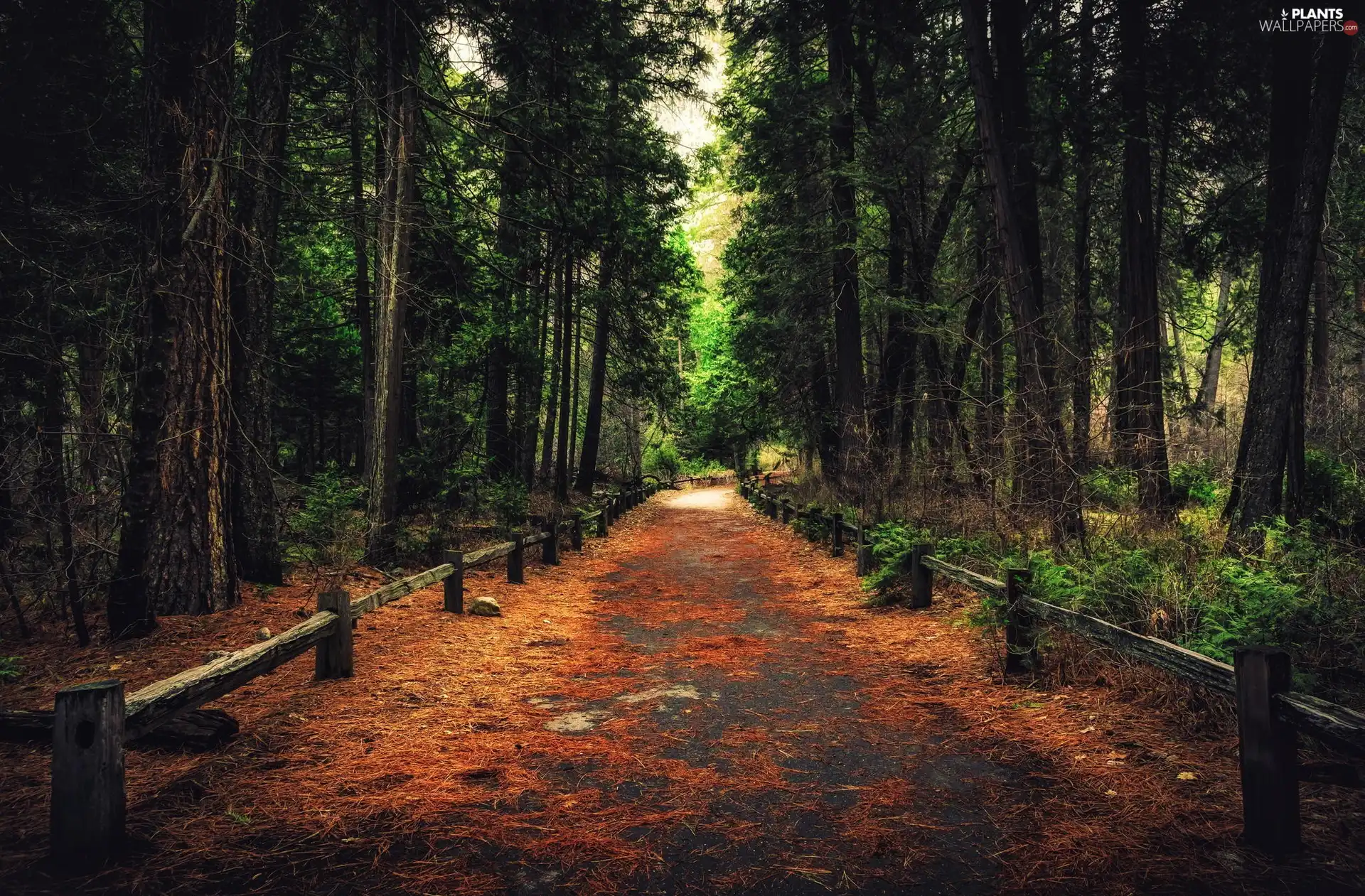 Yosemite National Park, Way, fence, forest, viewes, State of California, The United States, trees