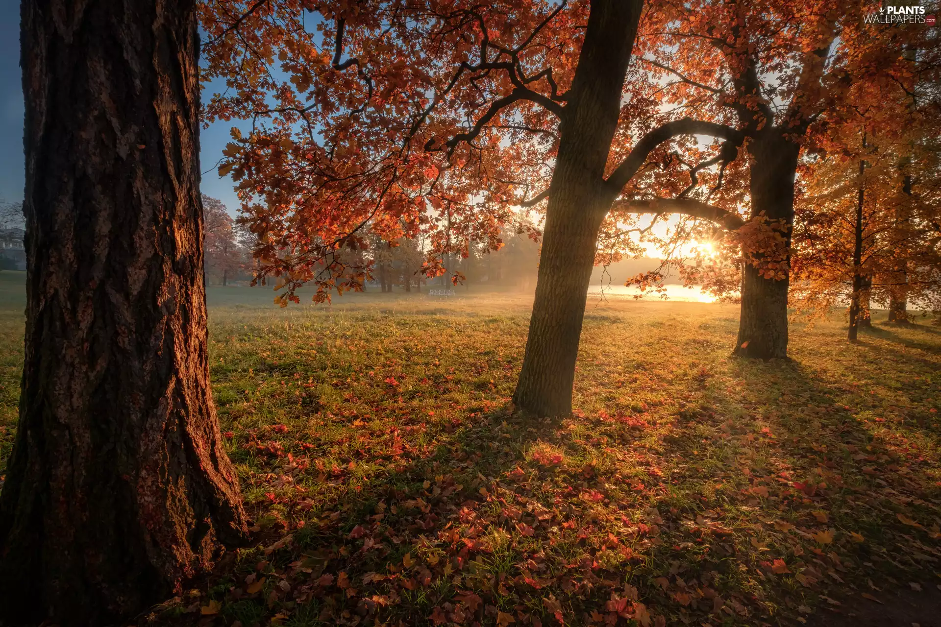 viewes, rays of the Sun, Russia, Park, St. Petersburg, trees, autumn, Tsarskoye Selo