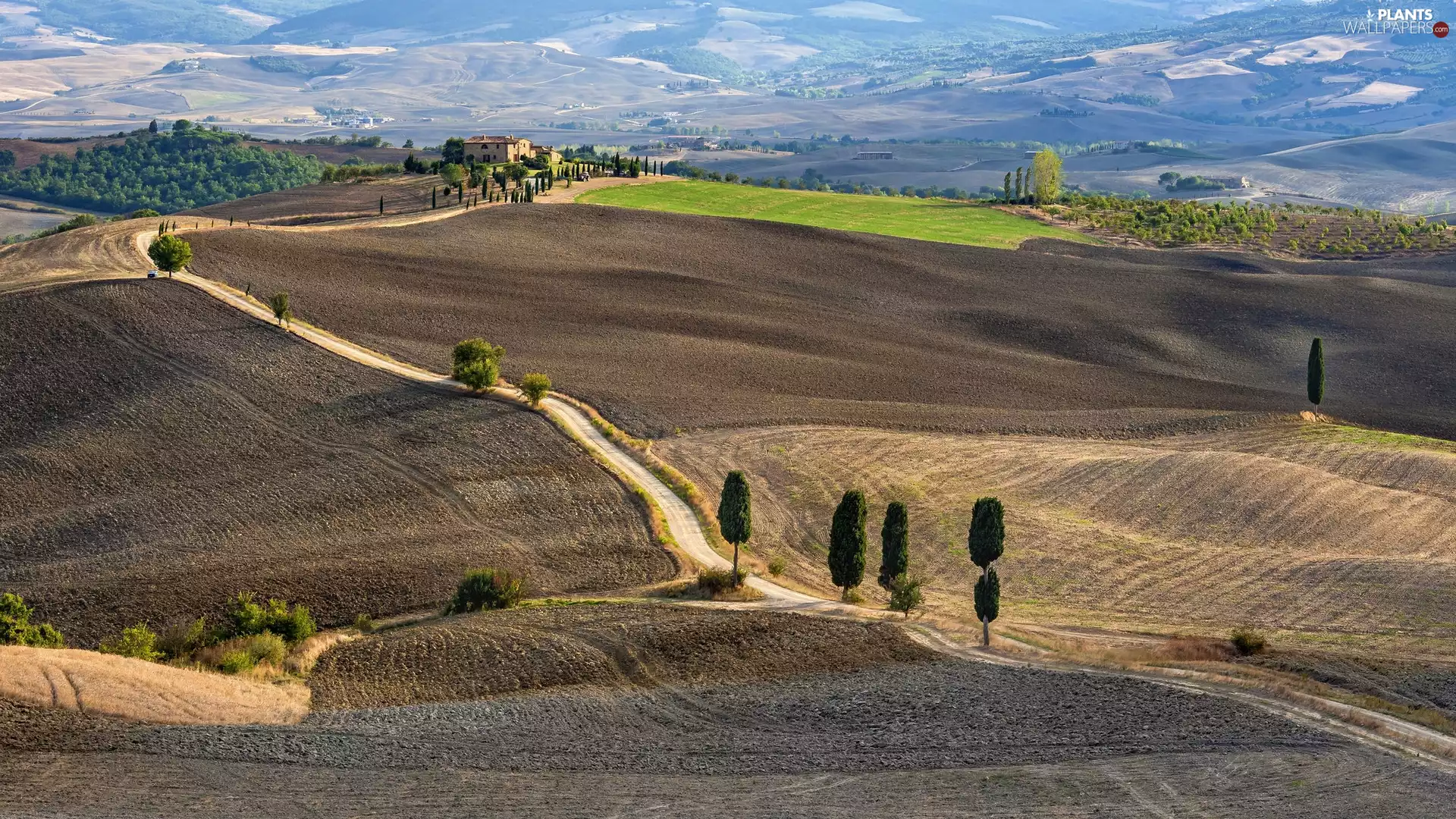 The Hills, field, viewes, Way, trees, Tuscany, Italy, Houses