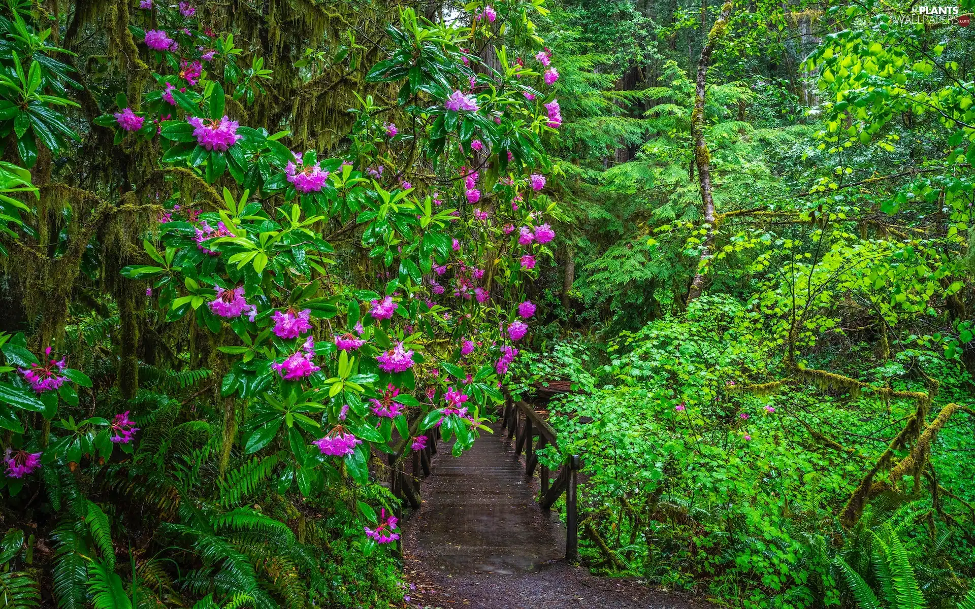 rhododendron, California, Bush, Redwood National Park, The United States, Flowers, bridges