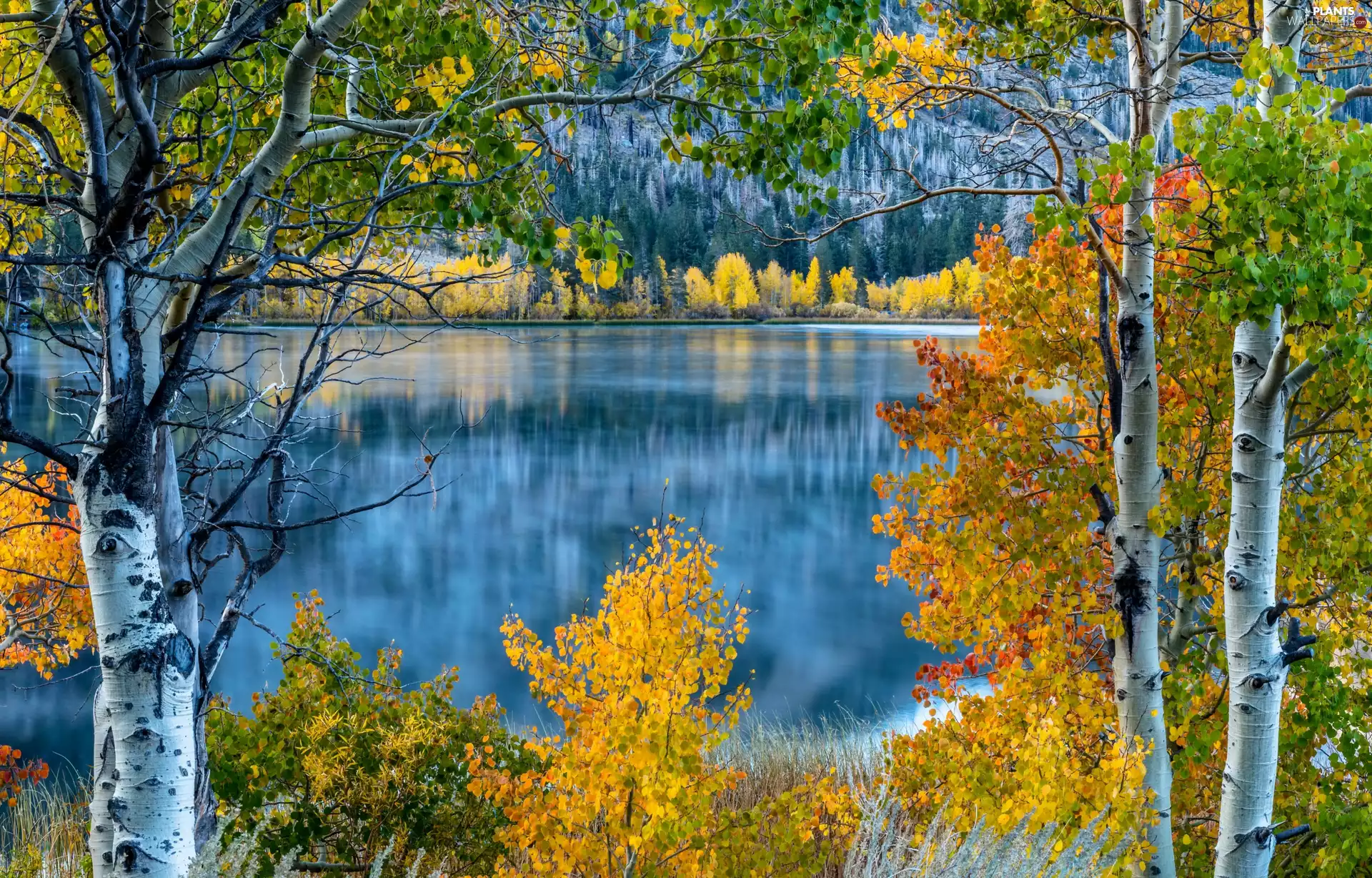 Quaking Aspen, California, trees, June Lake, The United States, autumn, viewes