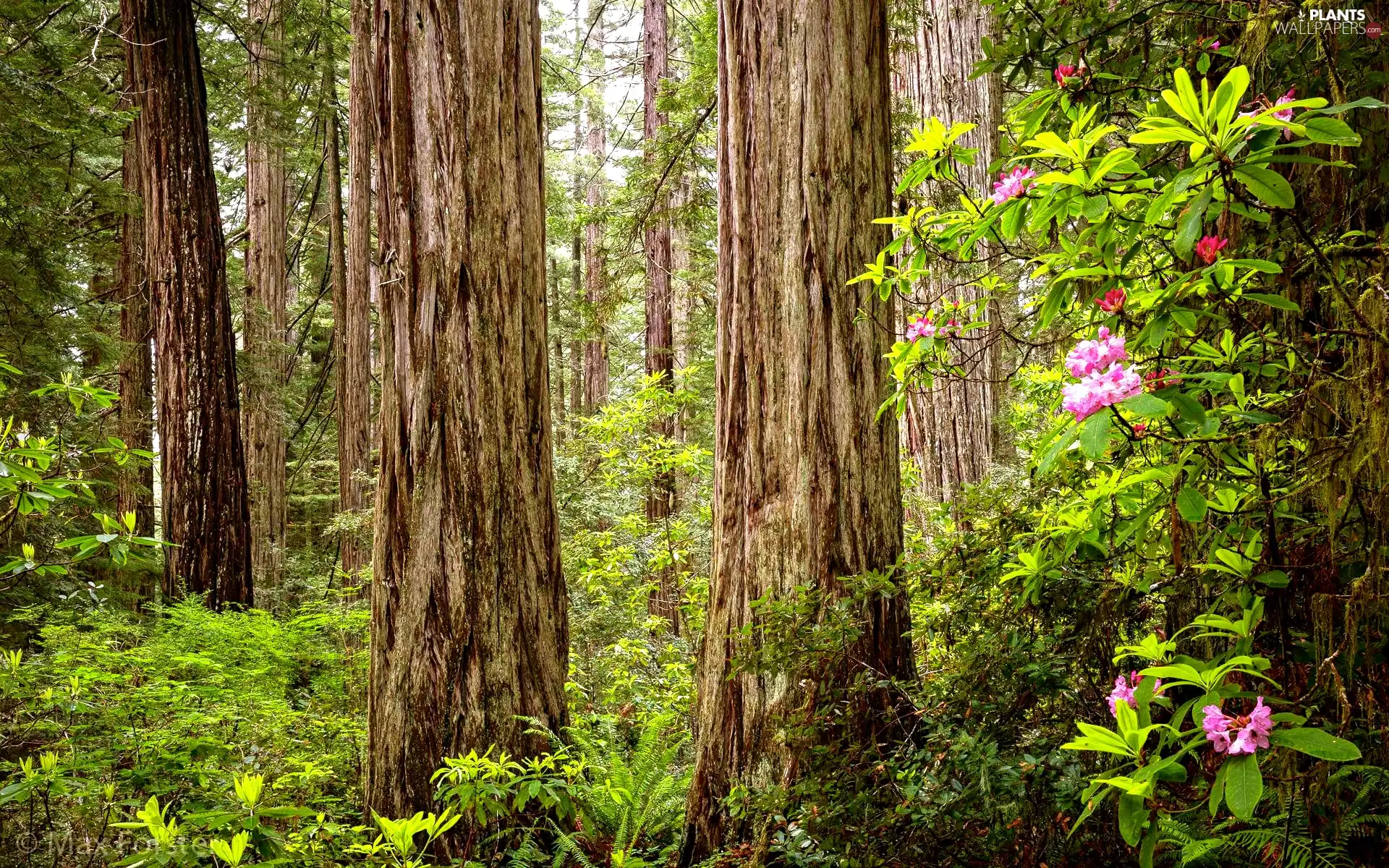trees, California, redwoods, Redwood National Park, The United States, viewes, rhododendron