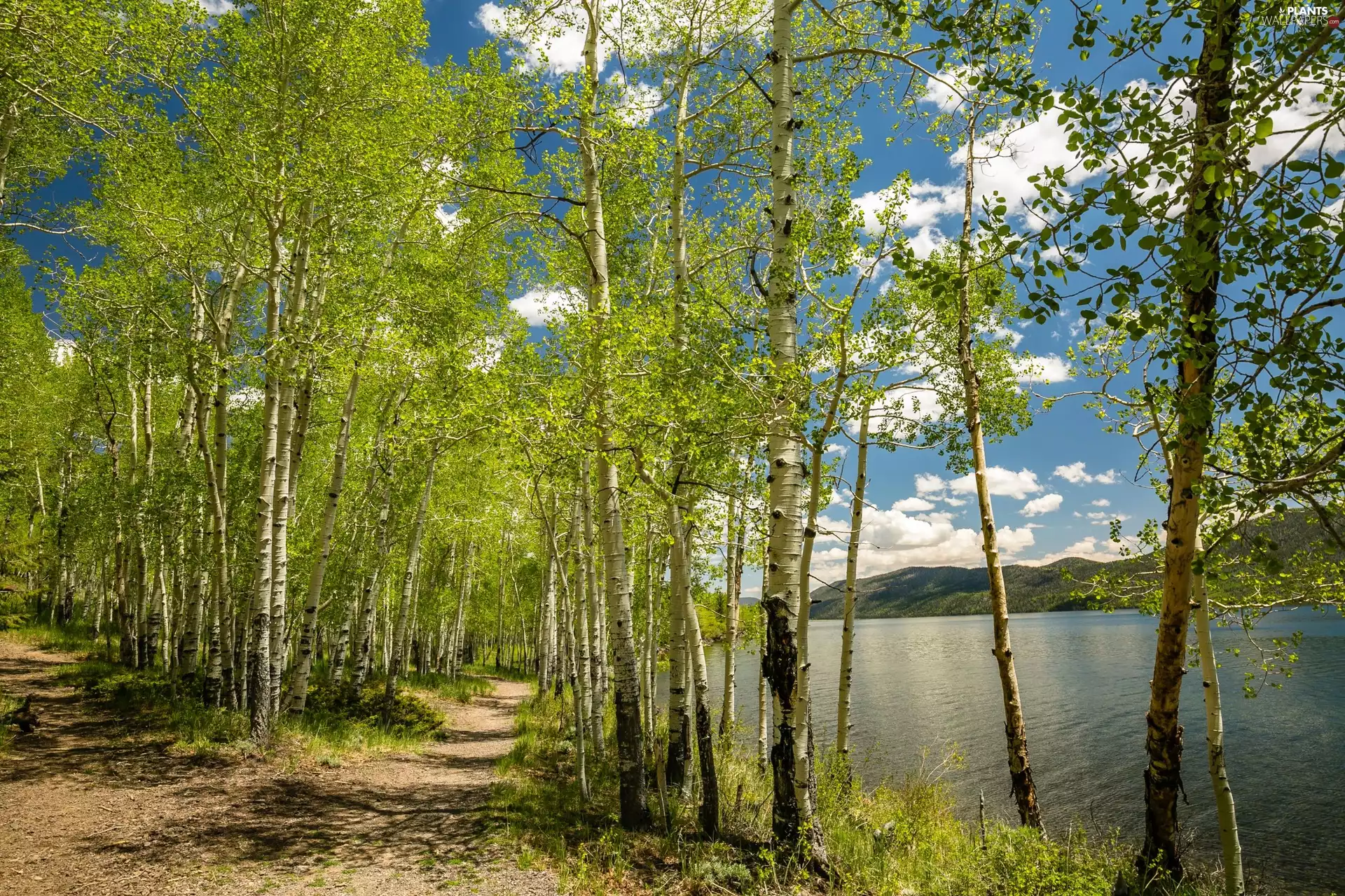 Spring, Utah State, viewes, Fish Lake, The United States, trees, birch
