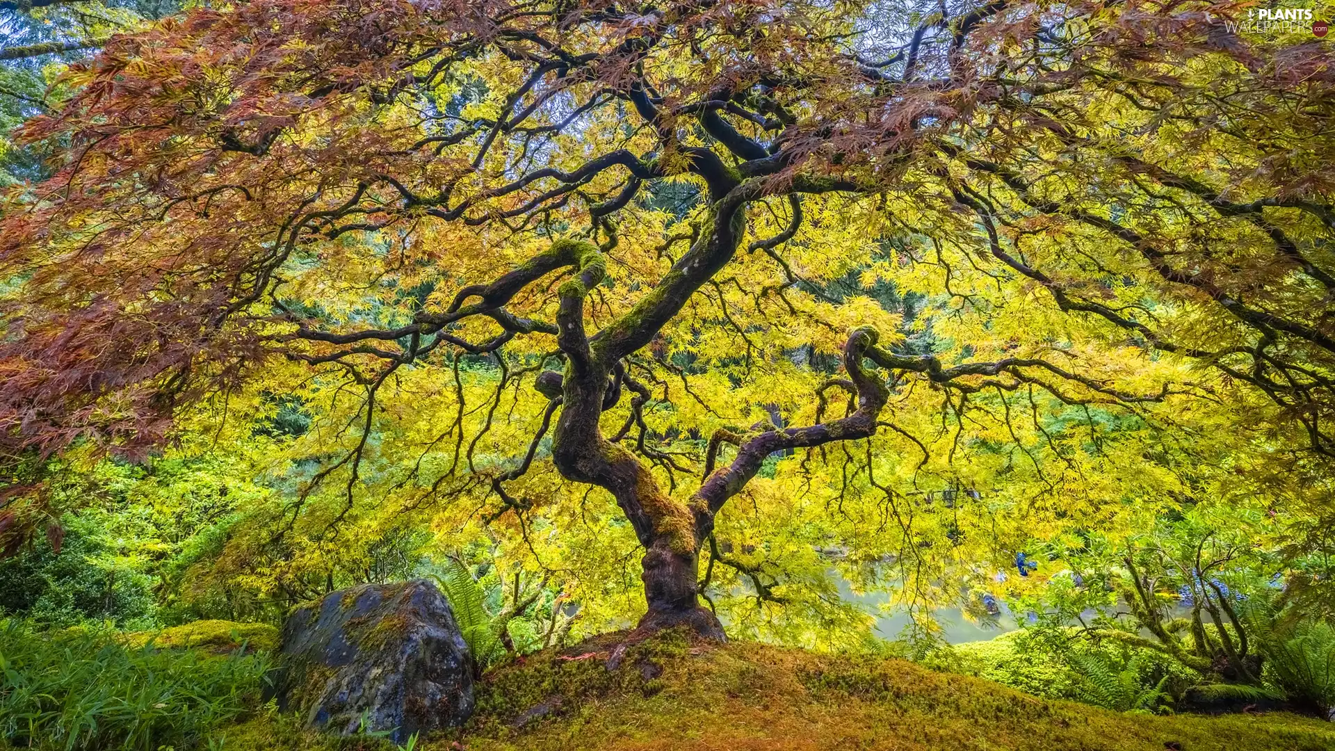 Maple Palm, Stone, State of Oregon, The United States, autumn, trees