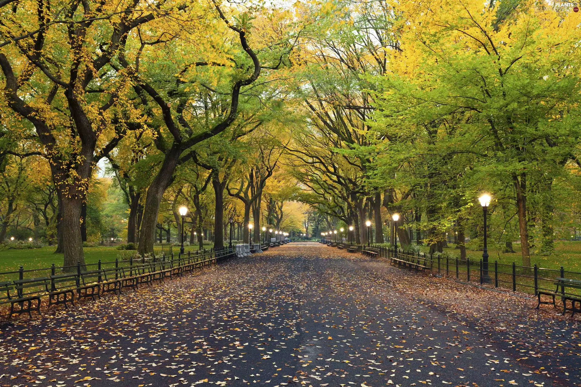 bench, New York, autumn, Central Park, The United States, lanterns, lane
