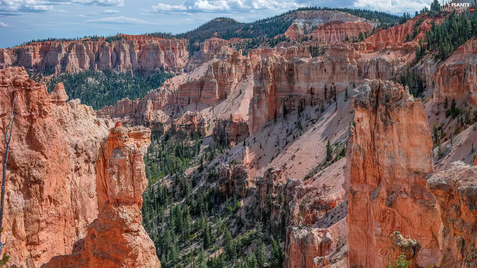 viewes, rocks, Utah, trees, canyon, Bryce Canyon National Park, The United States