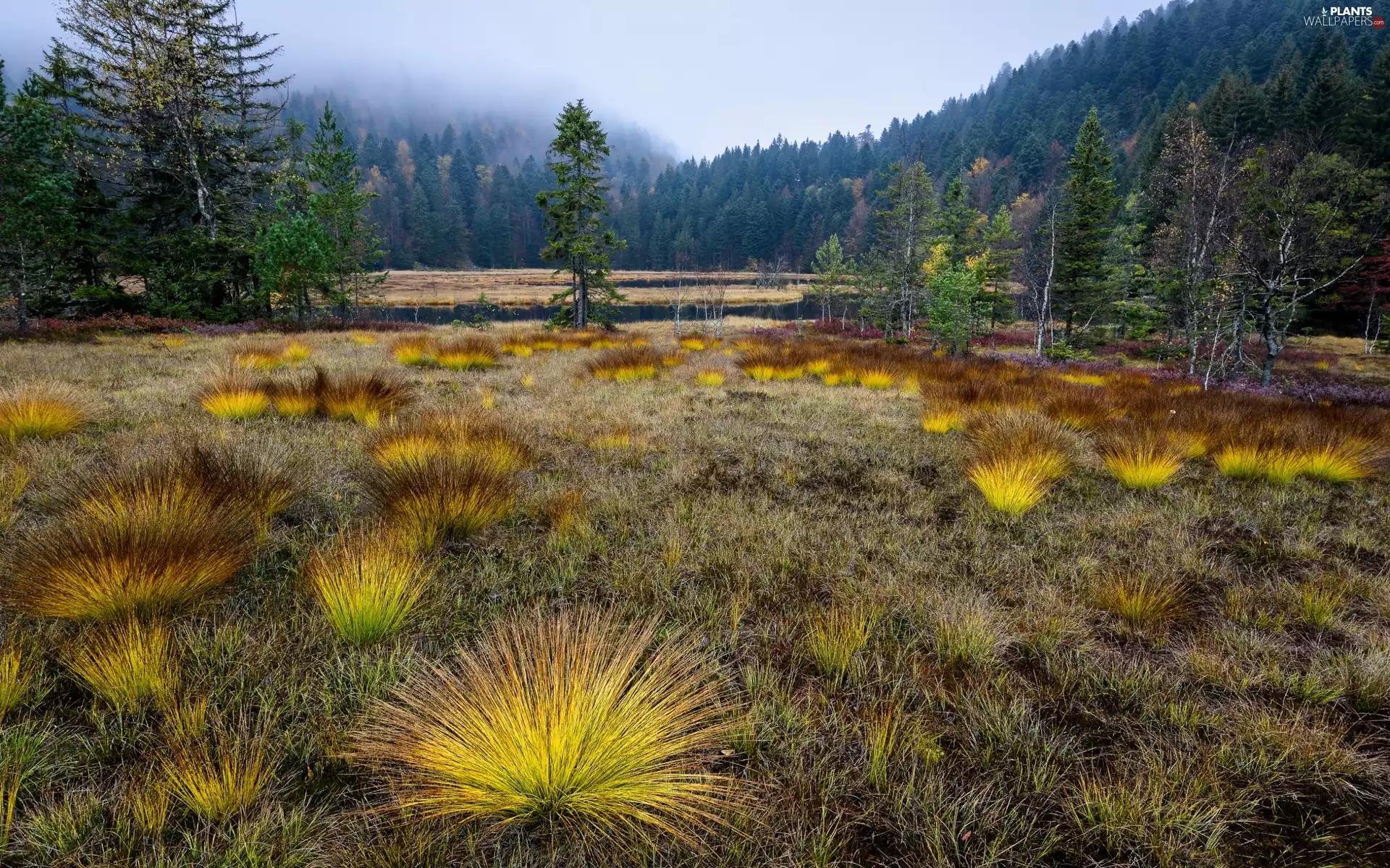grass, forest, viewes, The Hills, trees, Tufts