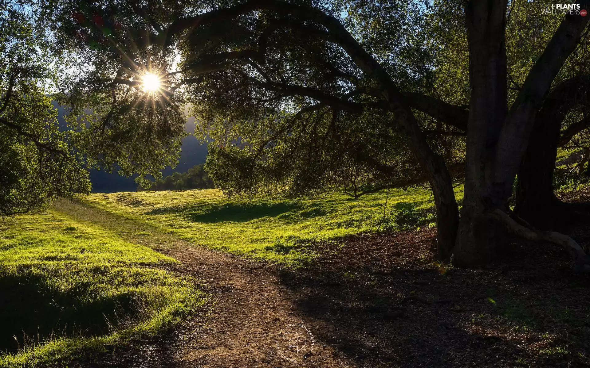 trees, rays of the Sun, Way