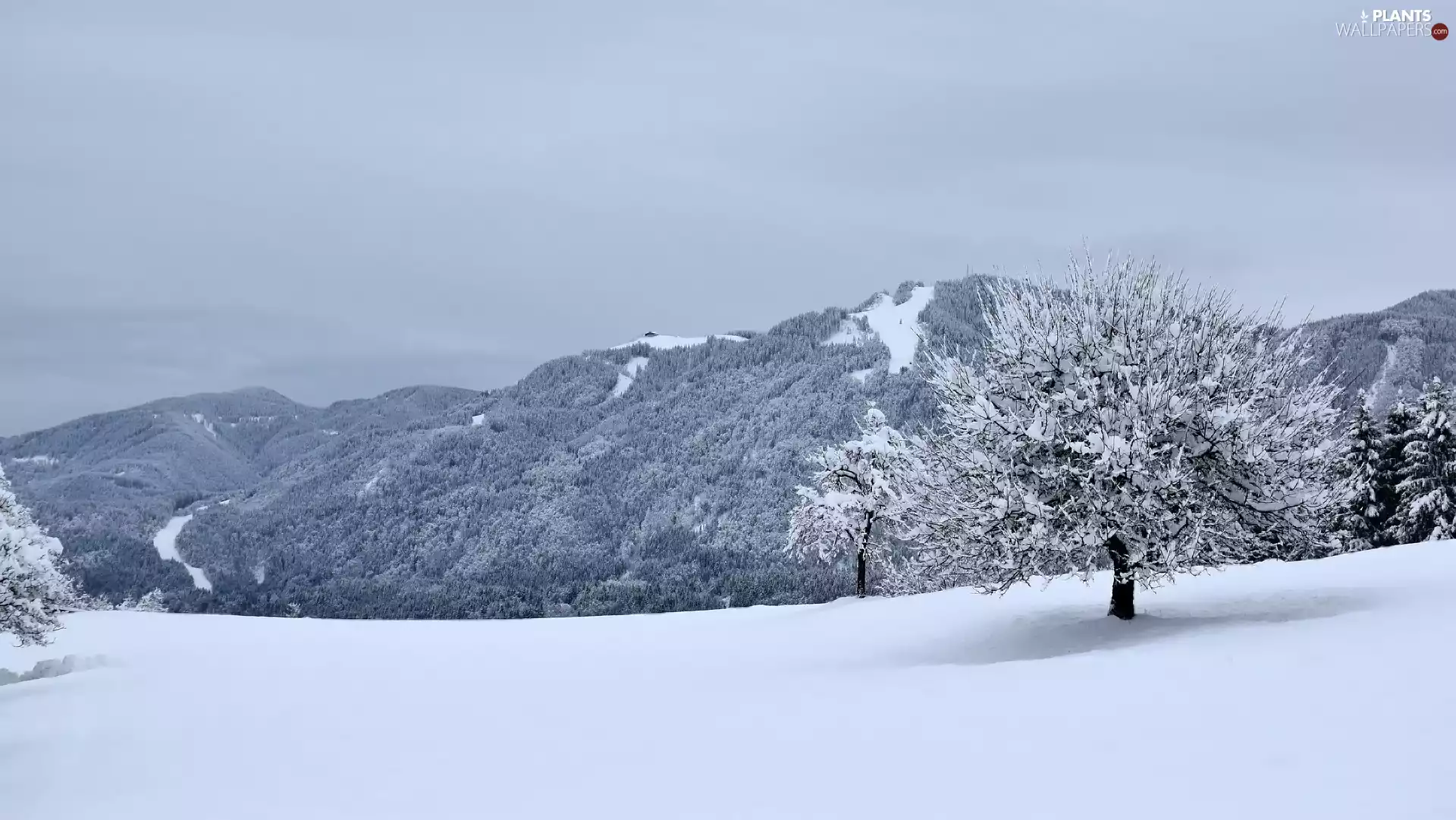 trees, viewes, Mountains, The Hills, winter