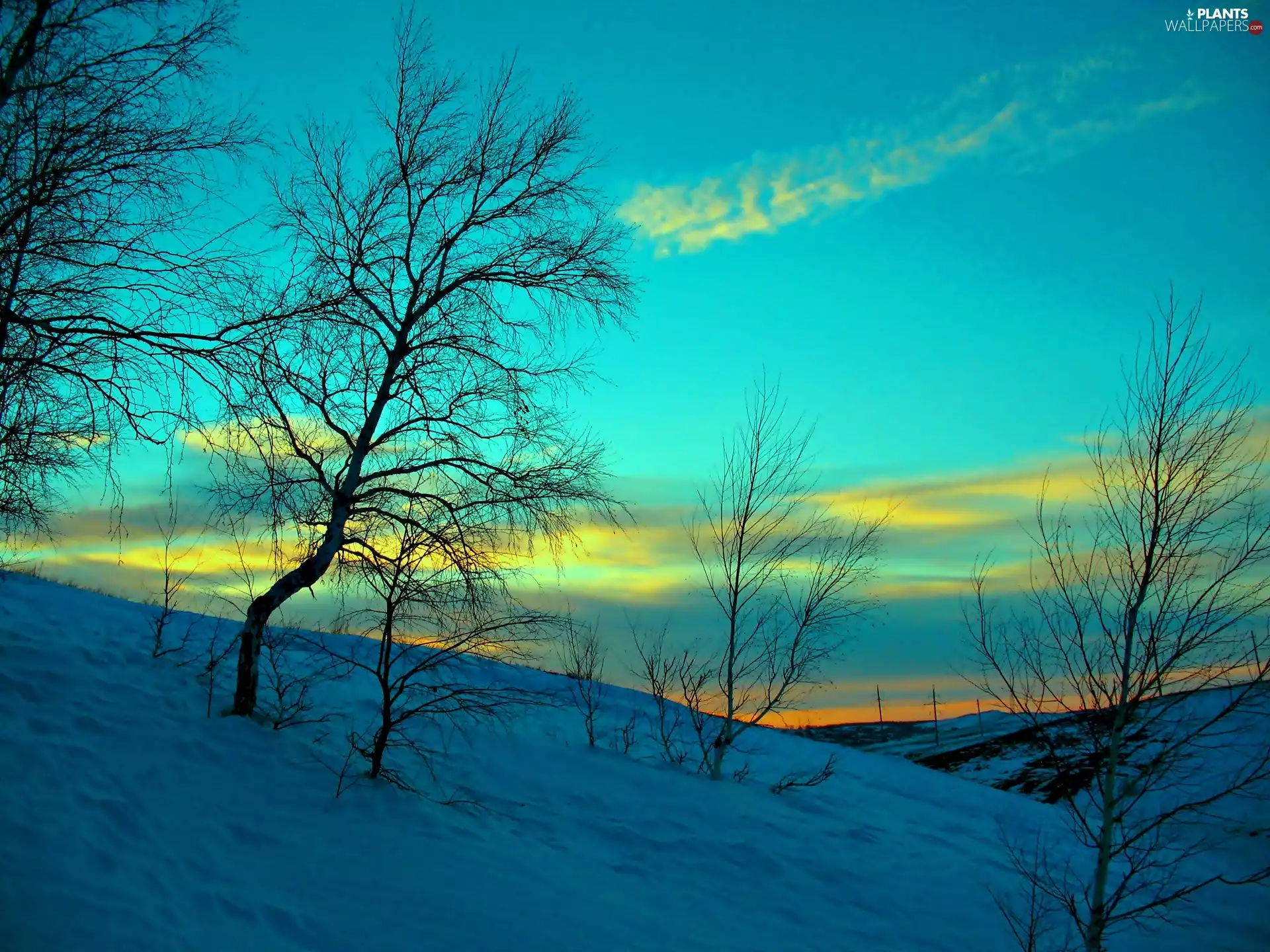 trees, viewes, snow, The Hills, winter
