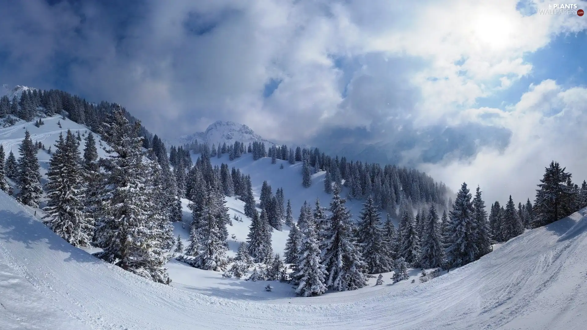 Valley, Mountains, Spruces, The Hills, winter