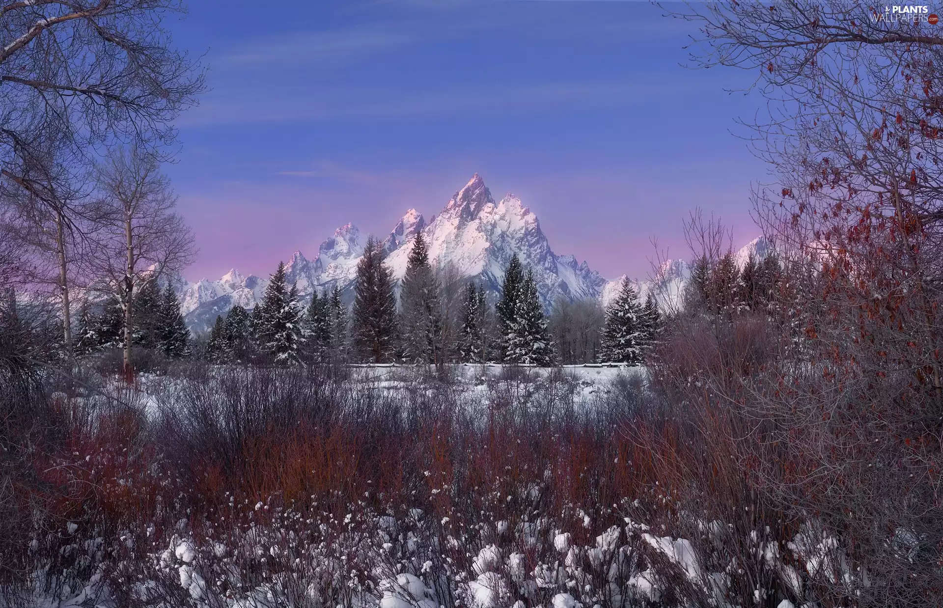 viewes, Mountains, Wyoming, trees, winter, Grand Teton National Park, The United States