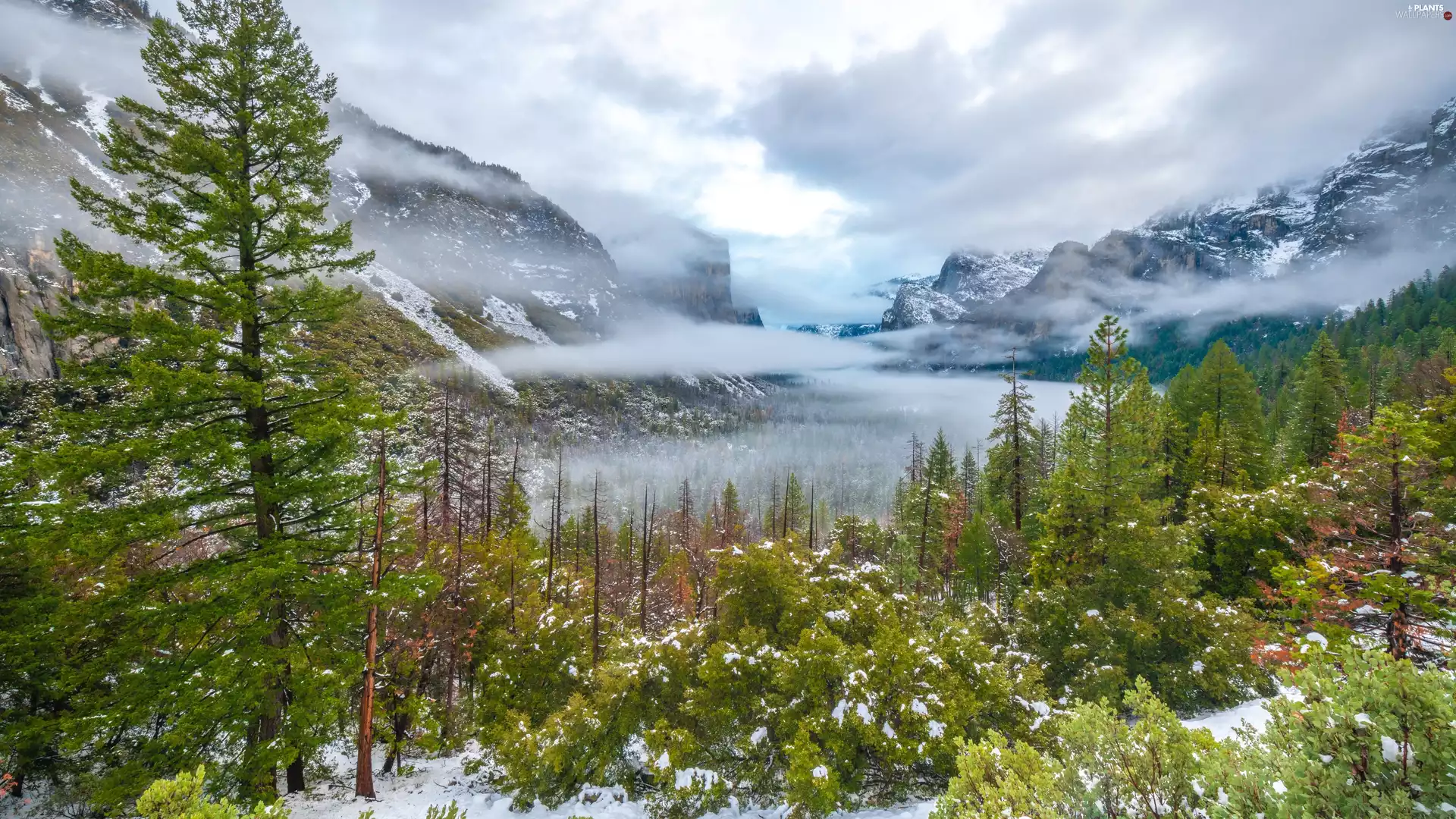 snow, Sierra Nevada Mountains, trees, viewes, California, The United States, clouds, Yosemite National Park, Fog