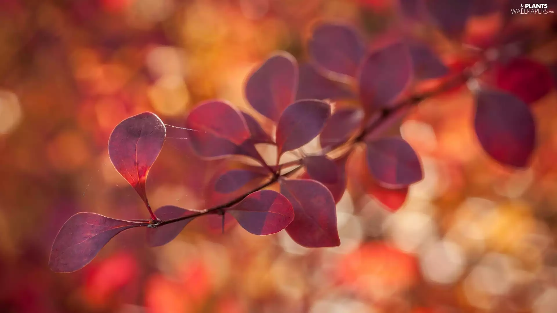 twig, Threads, Sossamer, Berberis Thunbergii