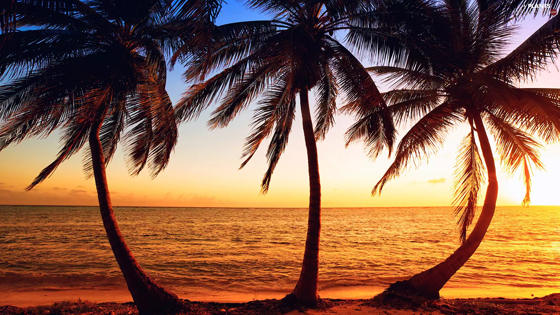 sea, Palms, Sunrise, Three