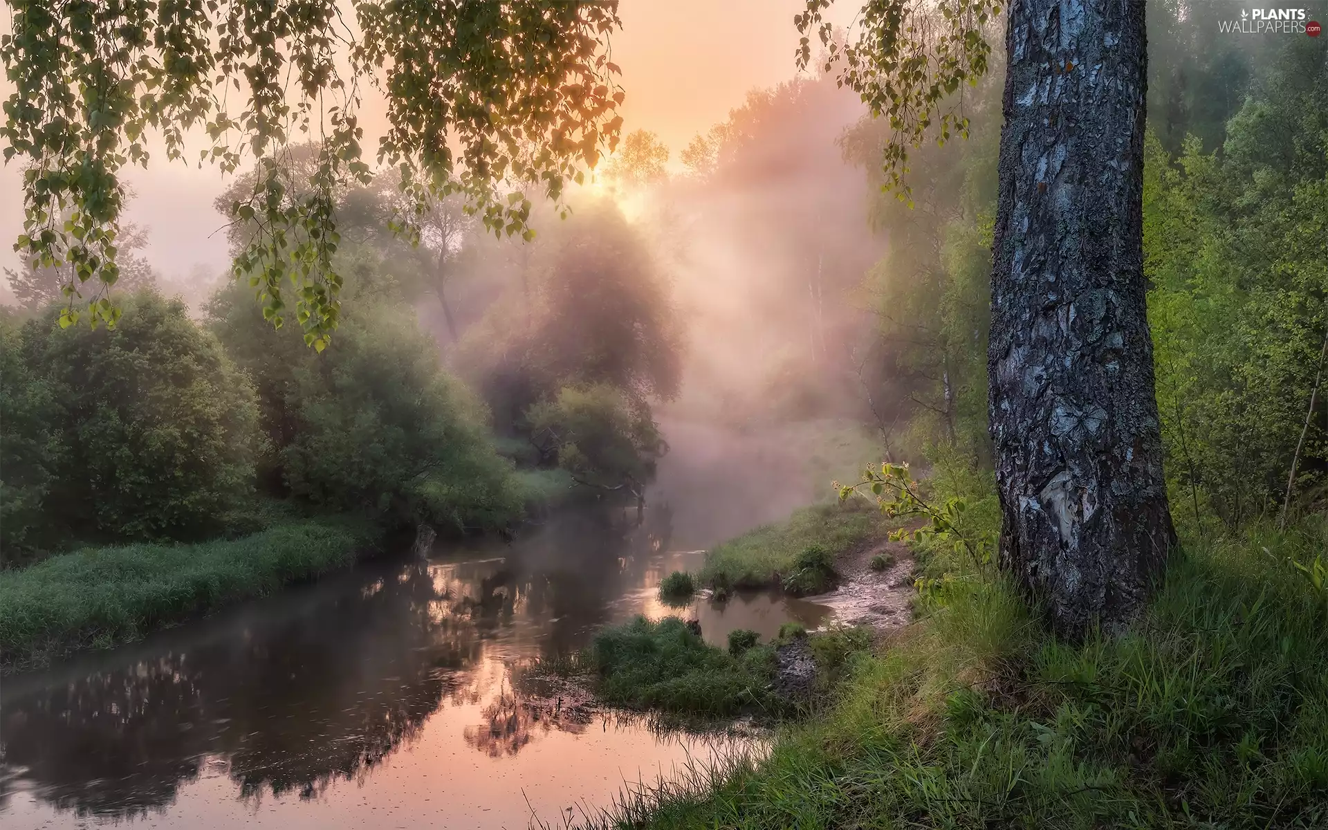 River, light breaking through sky, Fog, trees