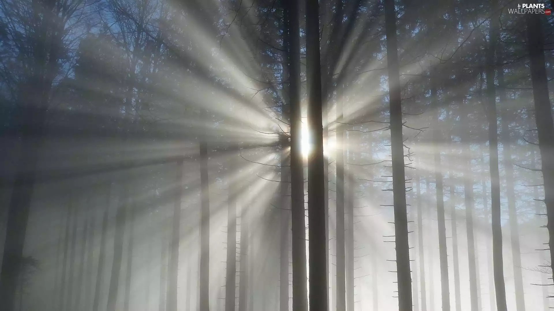 trees, light breaking through sky, forest, viewes